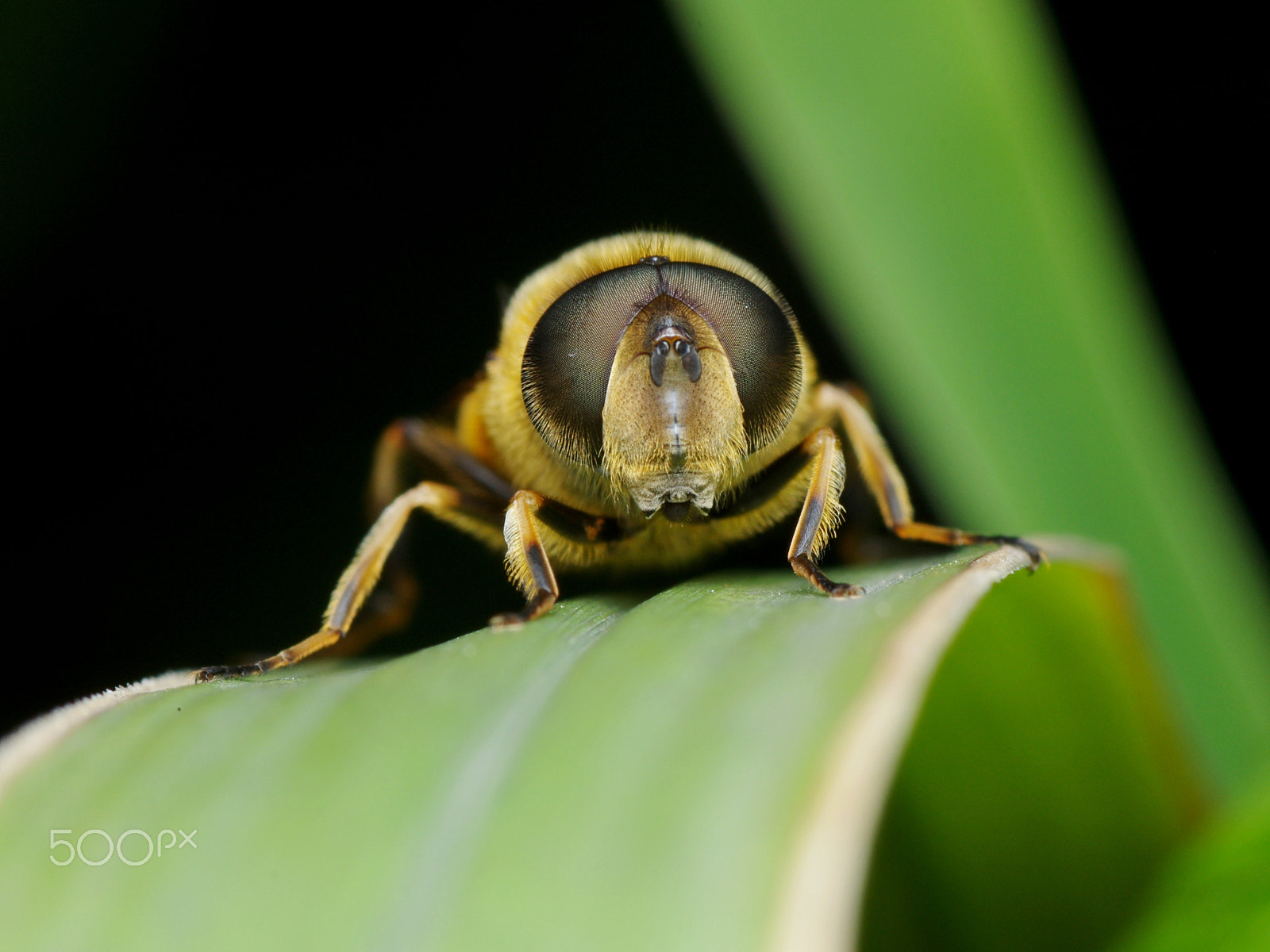 Tamron SP AF 90mm F2.8 Di Macro sample photo. Untitled photography