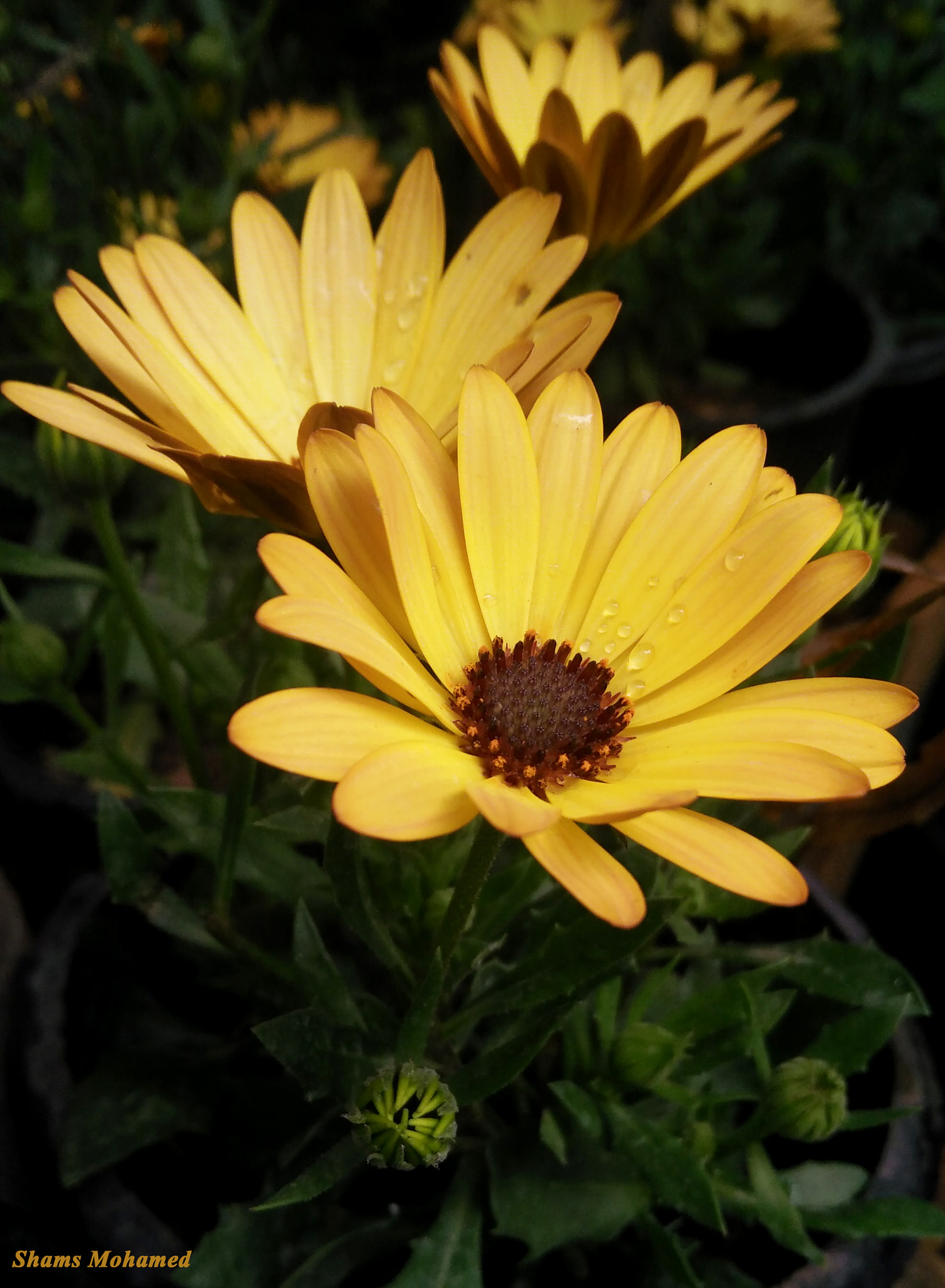 OPPO R7 Lite sample photo. Chrysanthemum flower  photography