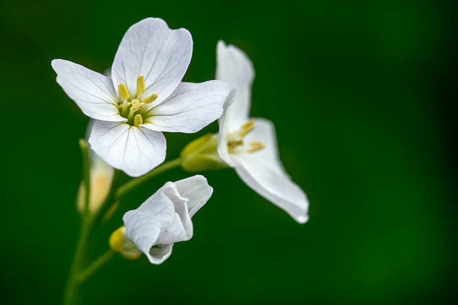 Sony SLT-A77 + Sigma 30mm F1.4 EX DC HSM sample photo. White flower photography