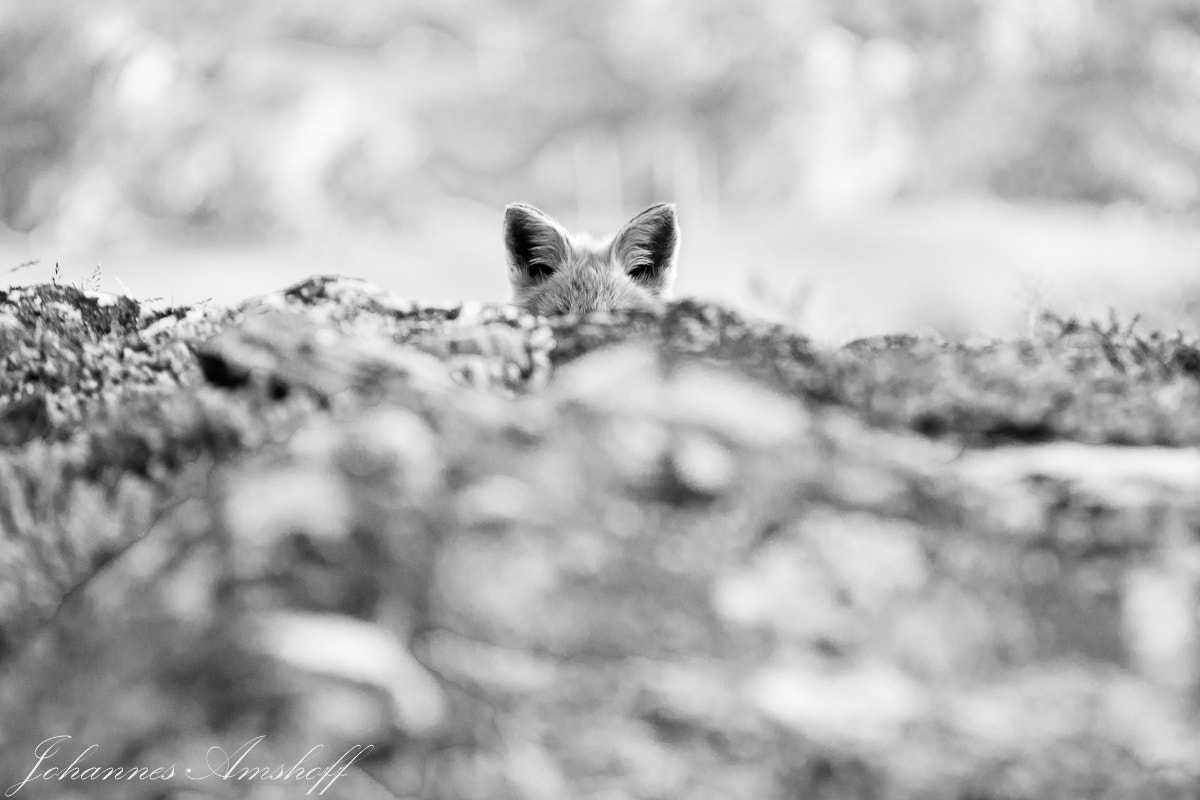 Sigma 50-150mm F2.8 EX APO DC HSM sample photo. ~ears~ photography