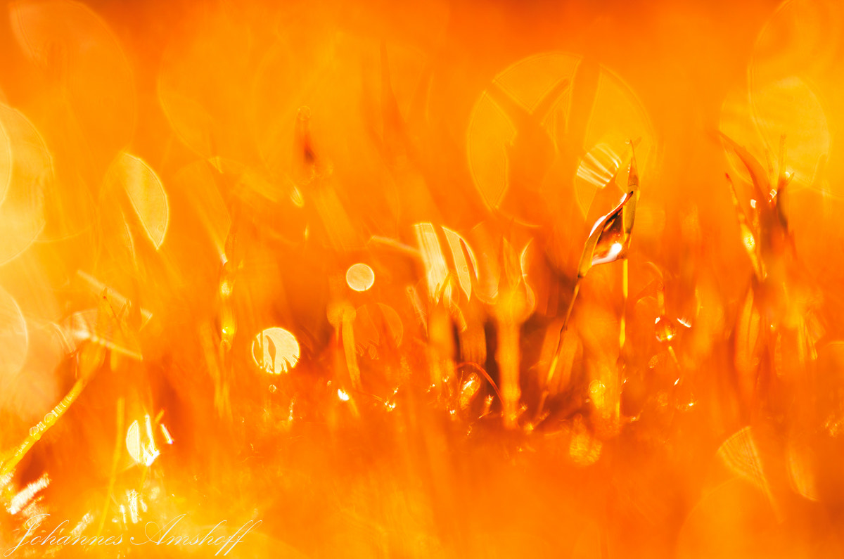 Sigma 150mm F2.8 EX DG Macro HSM sample photo. ~moss~ photography