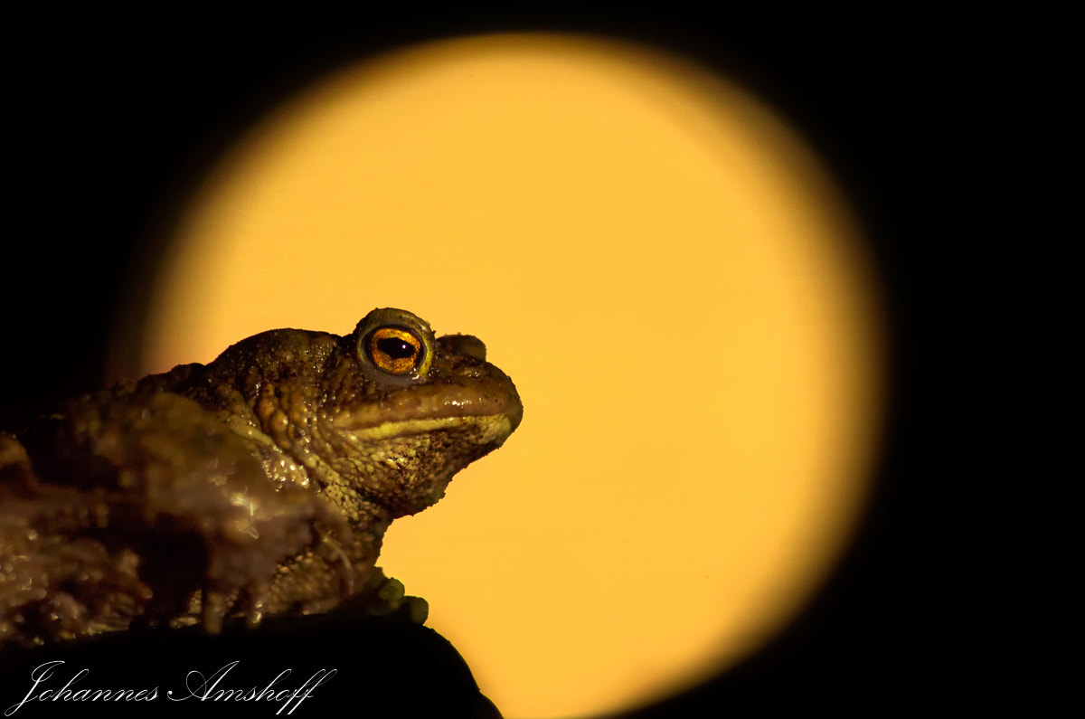 Sigma 150mm F2.8 EX DG Macro HSM sample photo. ~at night~ photography
