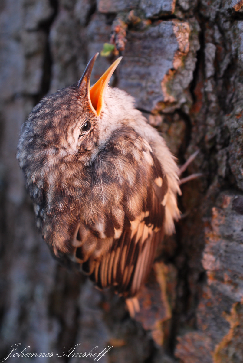 AF Zoom-Nikkor 28-85mm f/3.5-4.5 sample photo. ~short-toed treecreeper~ photography