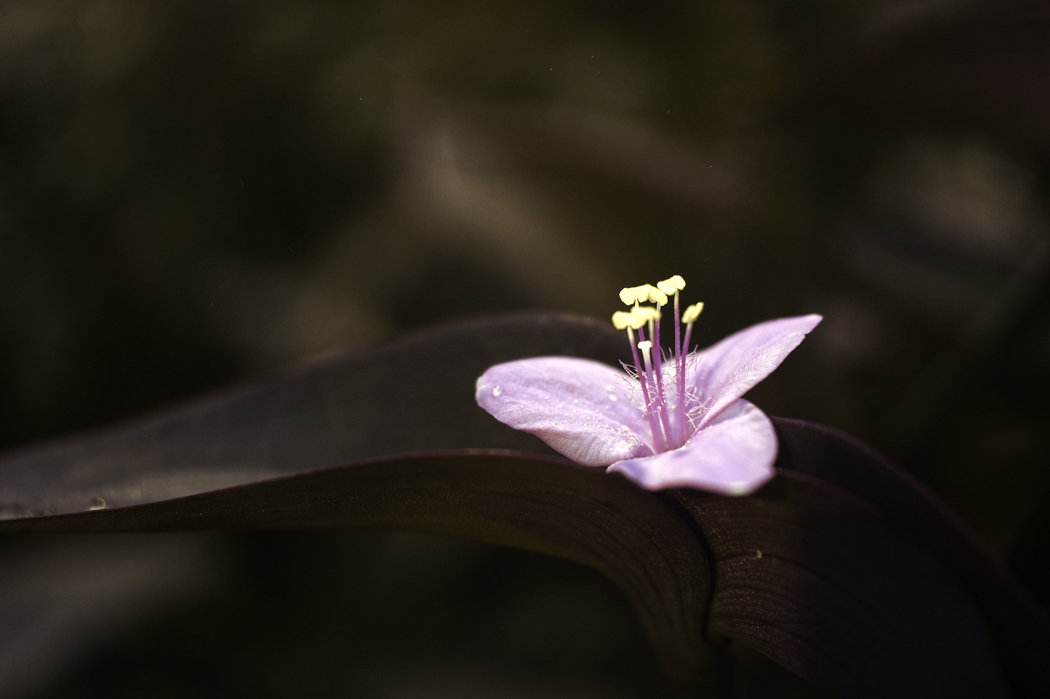 Sony SLT-A77 + Sony DT 30mm F2.8 Macro SAM sample photo. Flowerweb photography