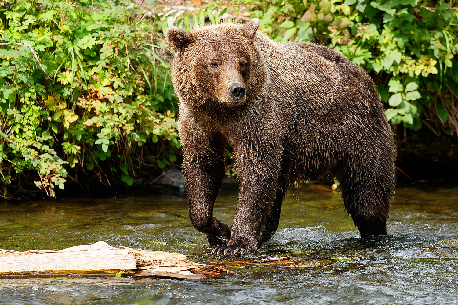 Canon EF 100-400mm F4.5-5.6L IS USM sample photo. Grizzly bear russian river photography