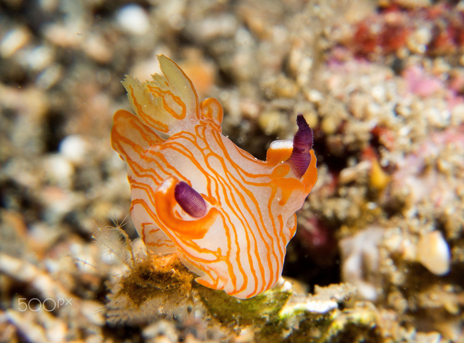 Panasonic Leica DG Macro-Elmarit 45mm F2.8 ASPH OIS sample photo. Thecacera photography