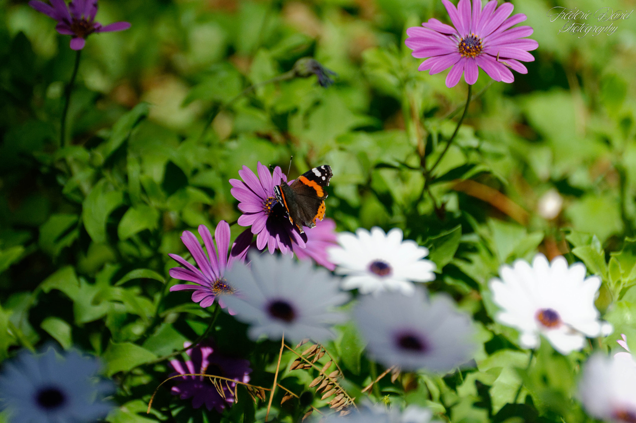 Nikon D3 sample photo