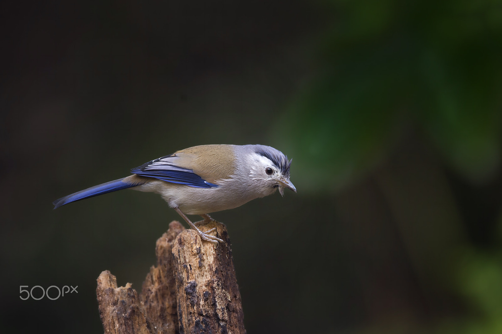 Nikon D4 sample photo. Blue-winged minla photography