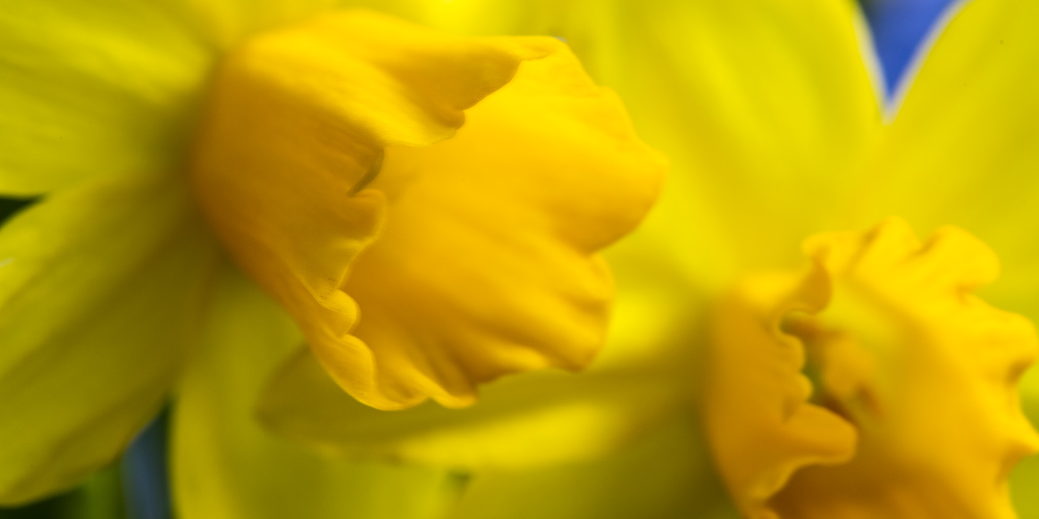 Canon EOS 5DS sample photo. Flower photography