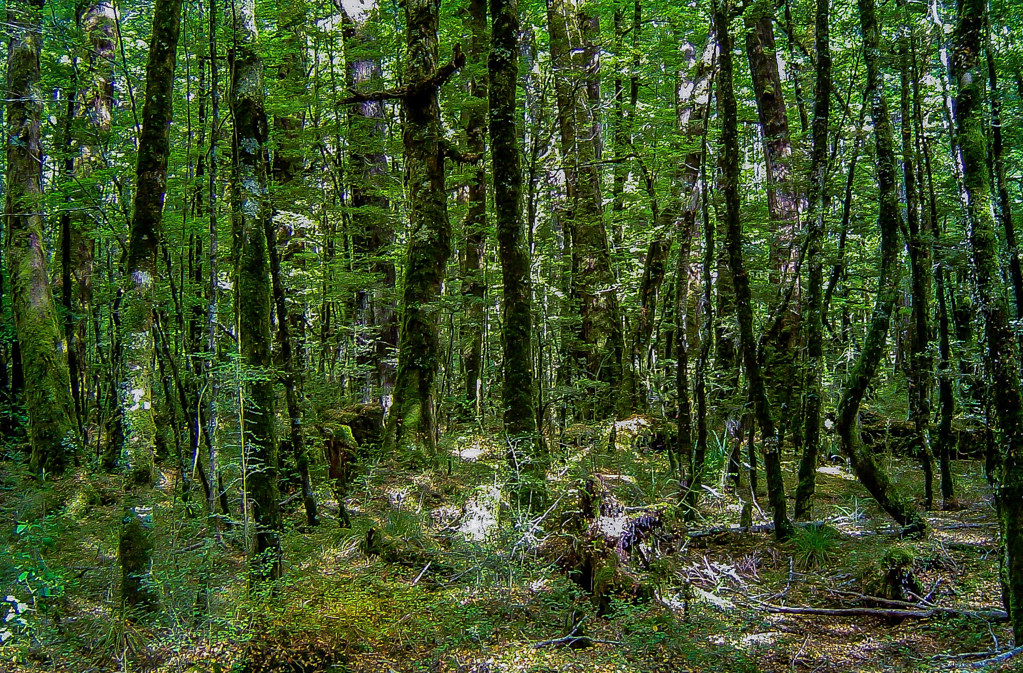 Sony DSC-P72 sample photo. Nature walk, fiordland national park photography