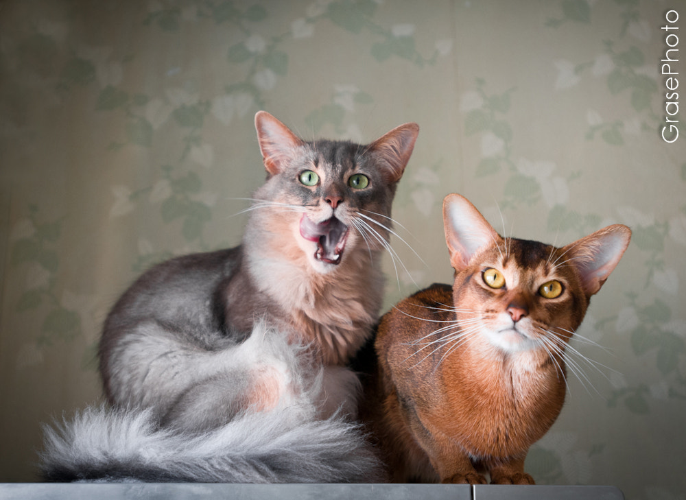 Nikon AF-S Nikkor 17-35mm F2.8D ED-IF sample photo. Araby and tom. somalicana cattery photography