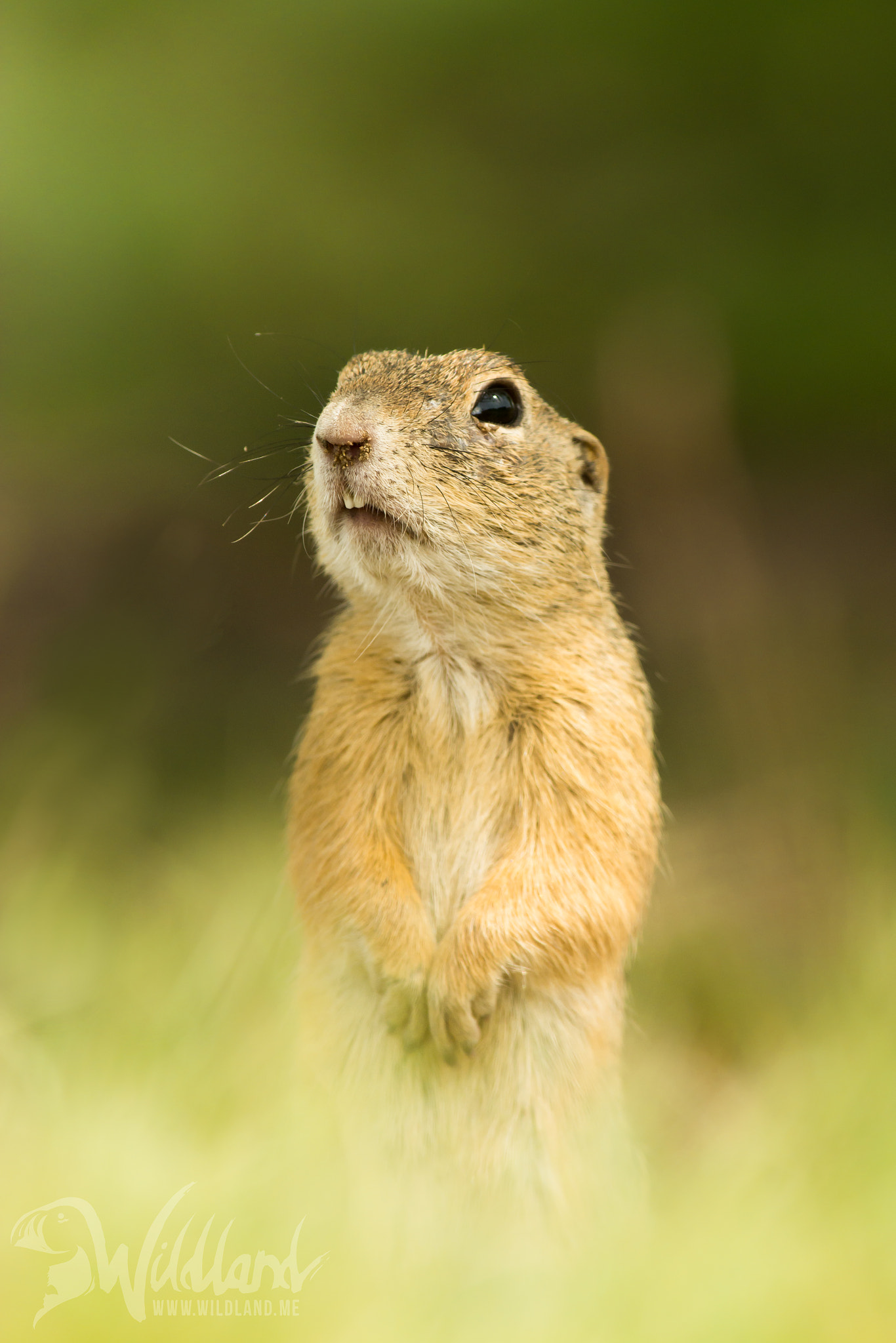 Nikon D7100 + Sigma APO Tele Macro 300mm F4 sample photo. The european ground squirrel ii. photography