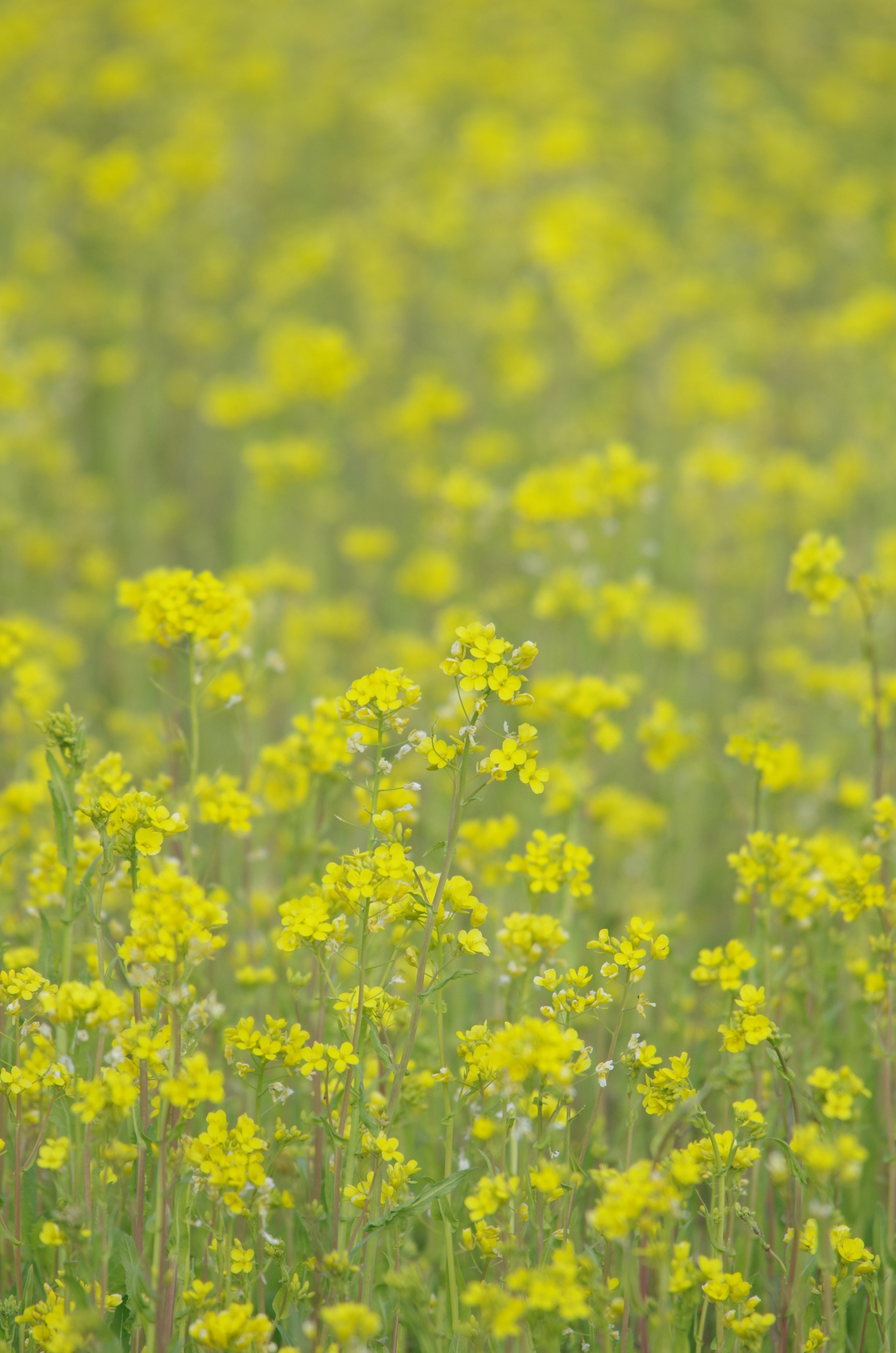 Sigma 150-500mm F5-6.3 DG OS HSM sample photo. K5__1355.jpg photography