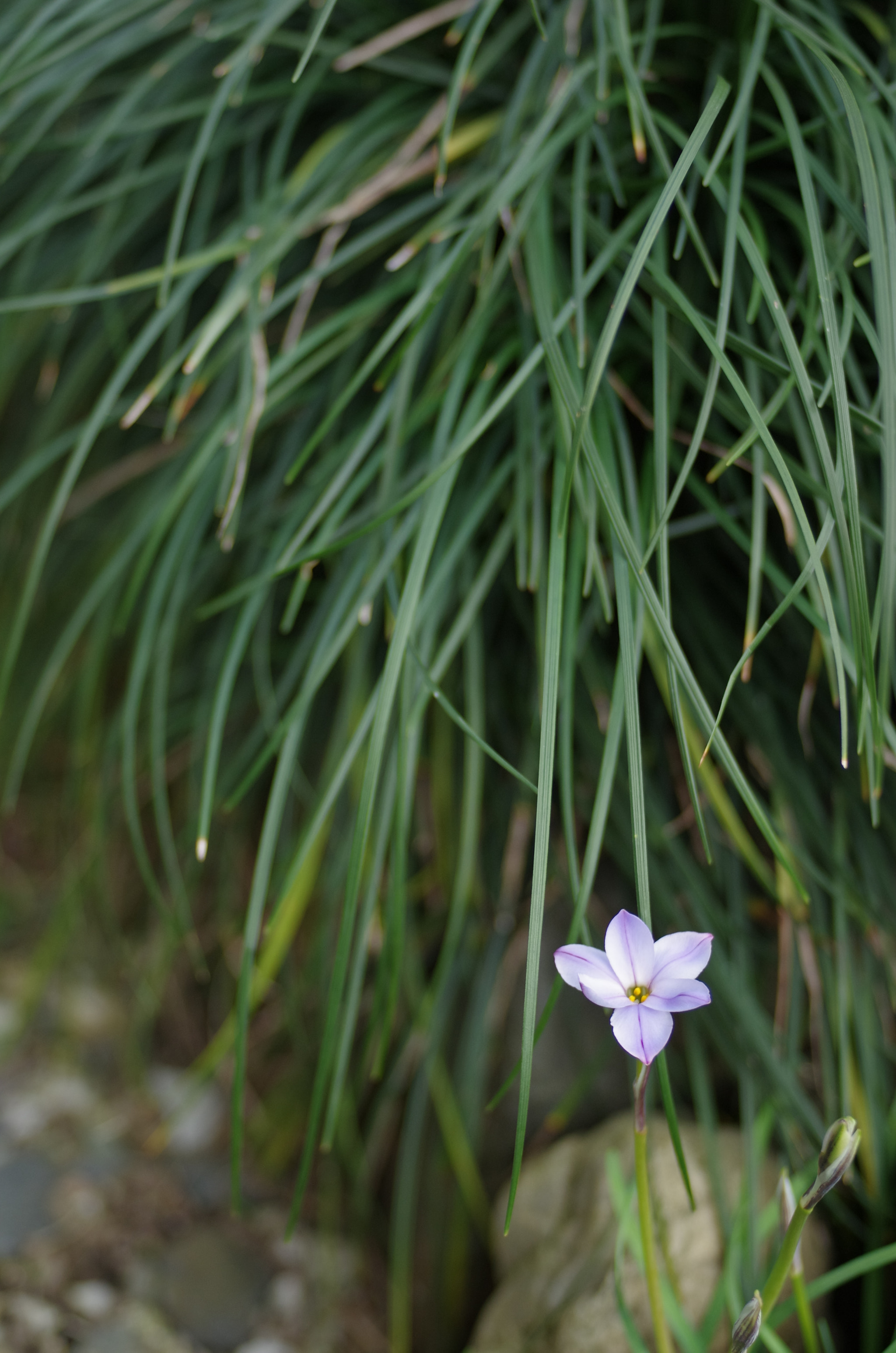 Pentax K-5 sample photo. K5__1365.jpg photography