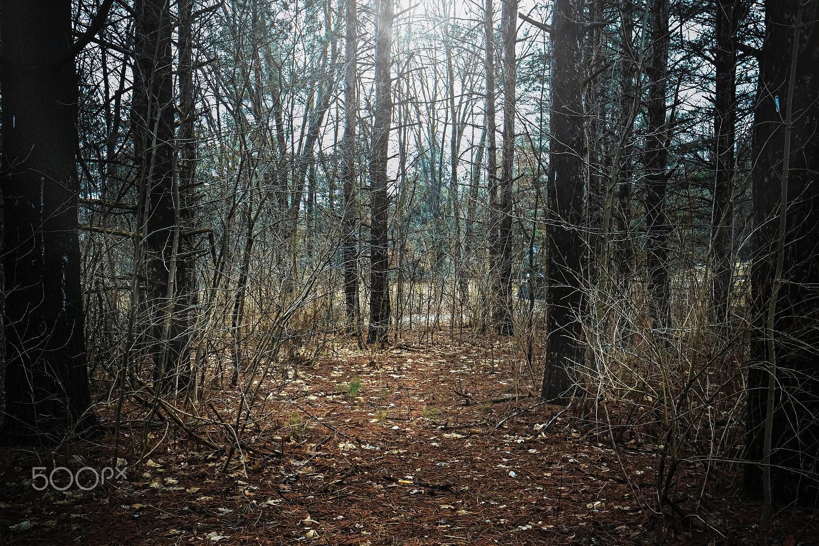 Samsung NX 20-50mm F3.5-5.6 ED sample photo. Spring 2016 : in the forest photography