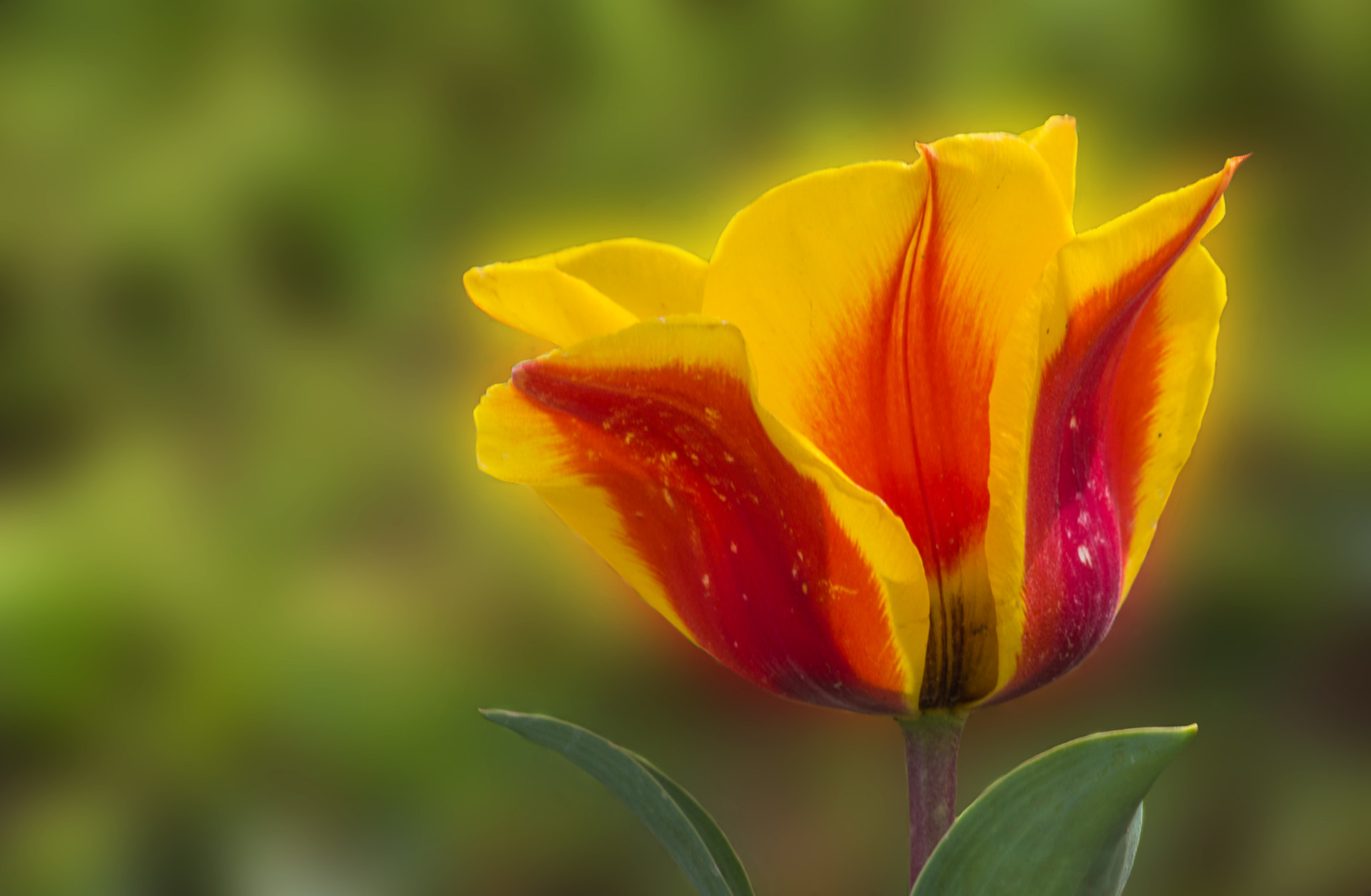 Canon EF 28-90mm f/4-5.6 sample photo. Spring flower photography
