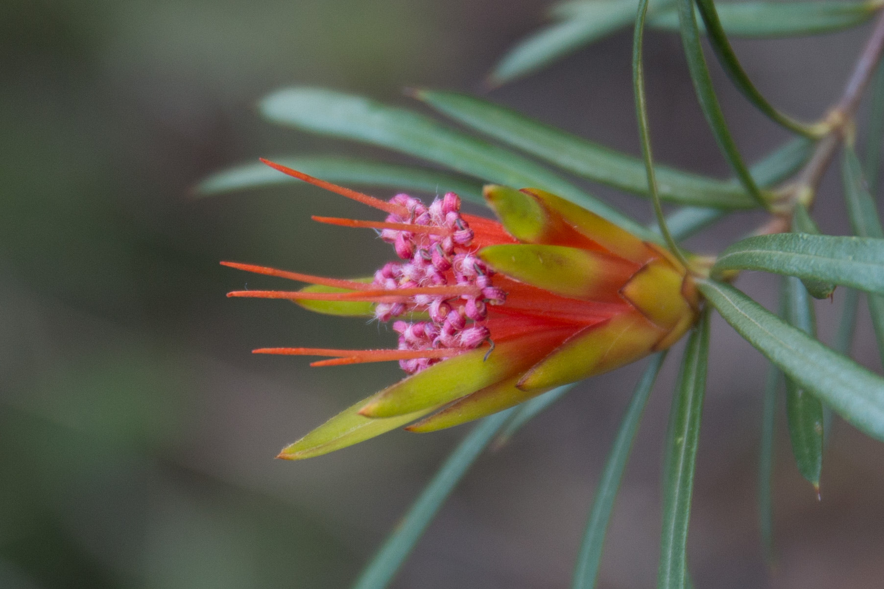 Canon EOS 6D + Canon EF 500mm F4L IS USM sample photo. Flower closeup photography