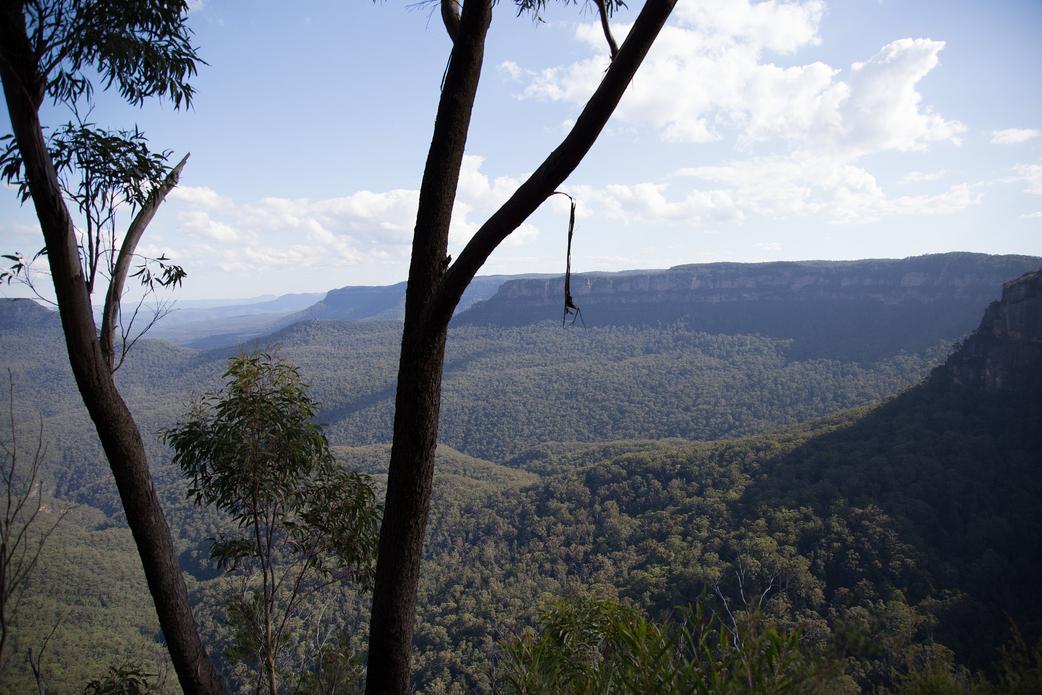 Canon EOS 6D + Canon EF 500mm F4L IS USM sample photo. Blue mountains photography