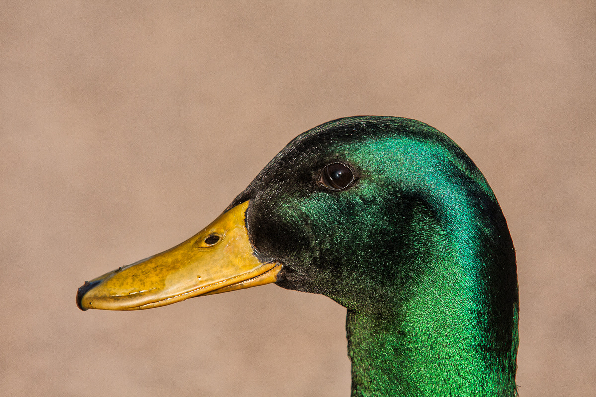 Canon EOS 40D + Sigma 100-300mm f/4 sample photo. Drake mallard photography