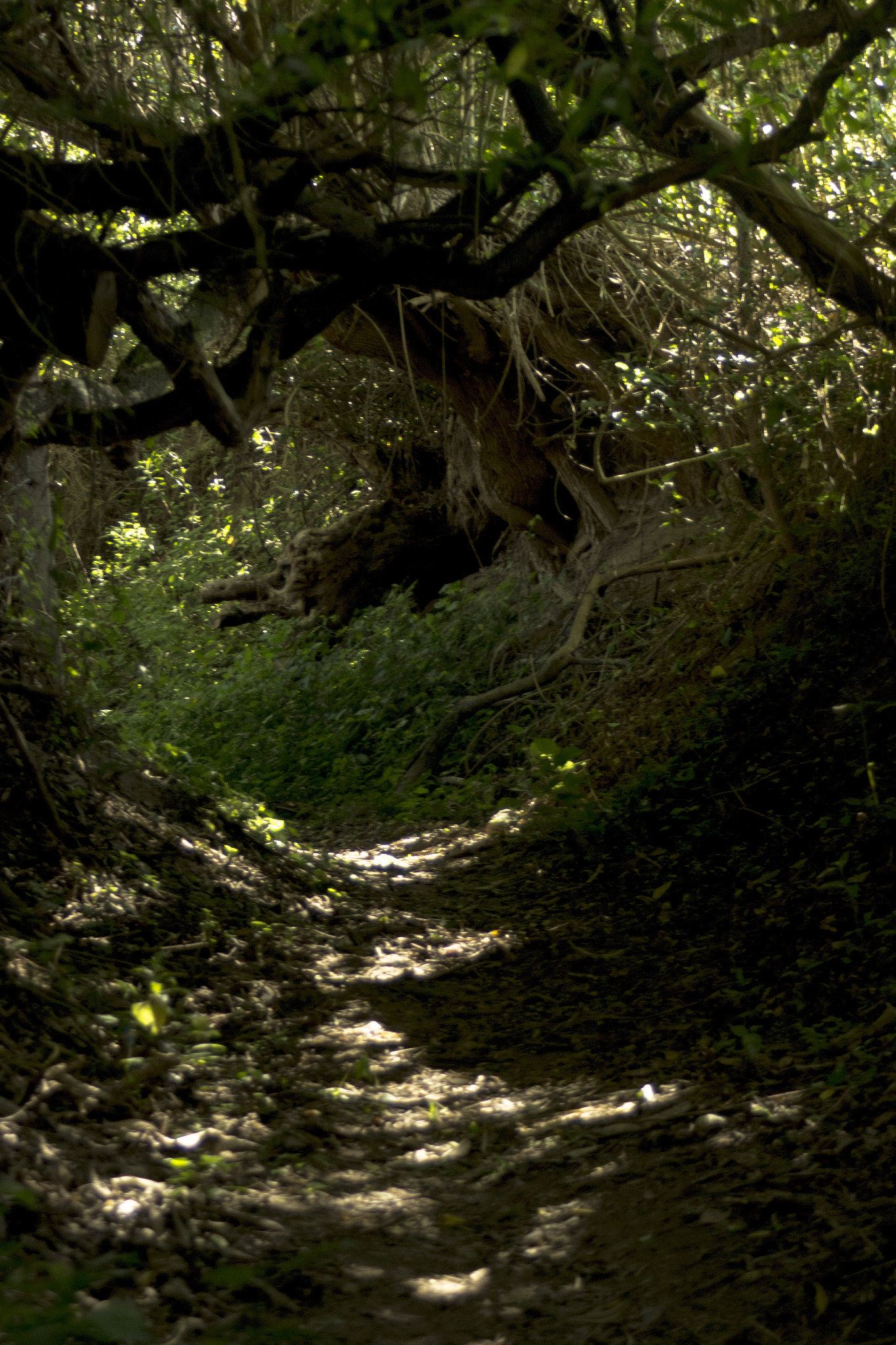 Canon EF 28-90mm f/4-5.6 sample photo. Tunnel photography
