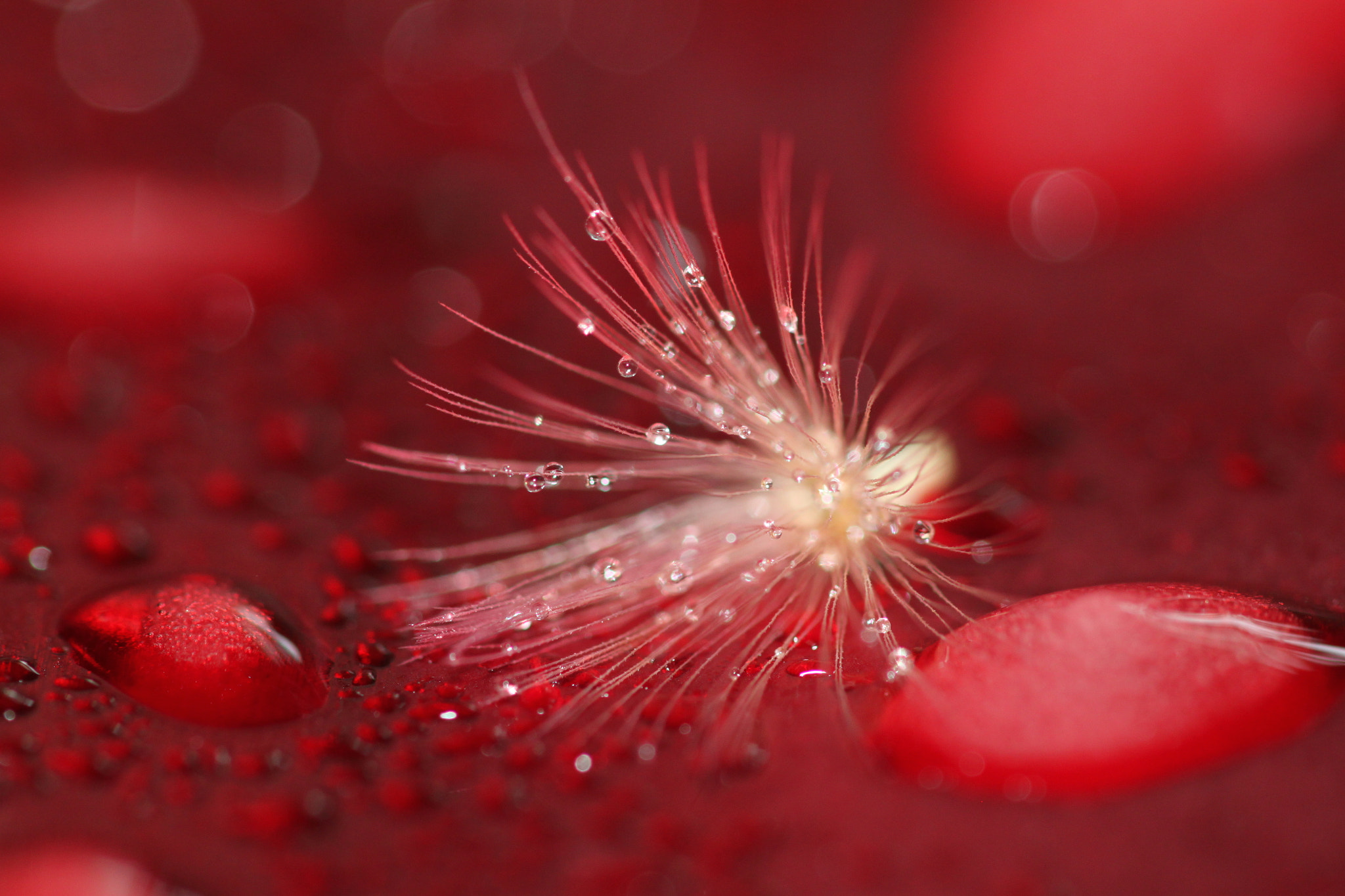 Sigma 105mm F2.8 EX DG OS HSM sample photo. Flower seeds photography