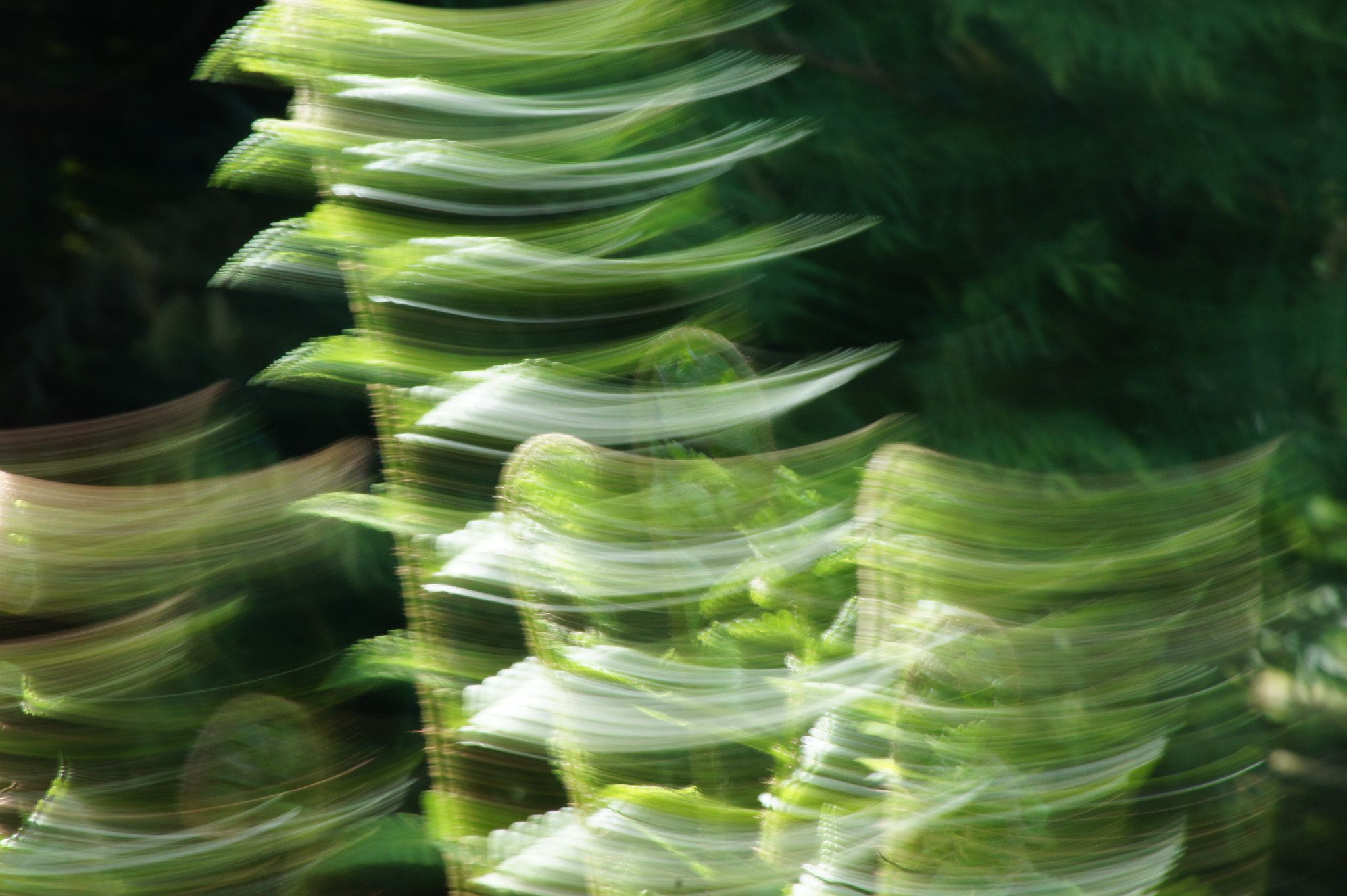 Sony DT 55-200mm F4-5.6 SAM sample photo. ...dance of the fern... photography