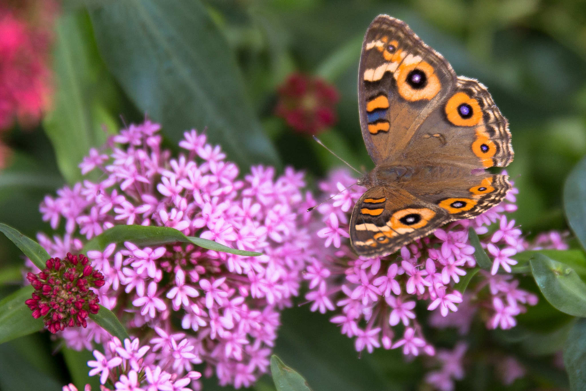 Canon EOS 6D + Canon EF 500mm F4L IS USM sample photo. Meadow argus butterfly photography