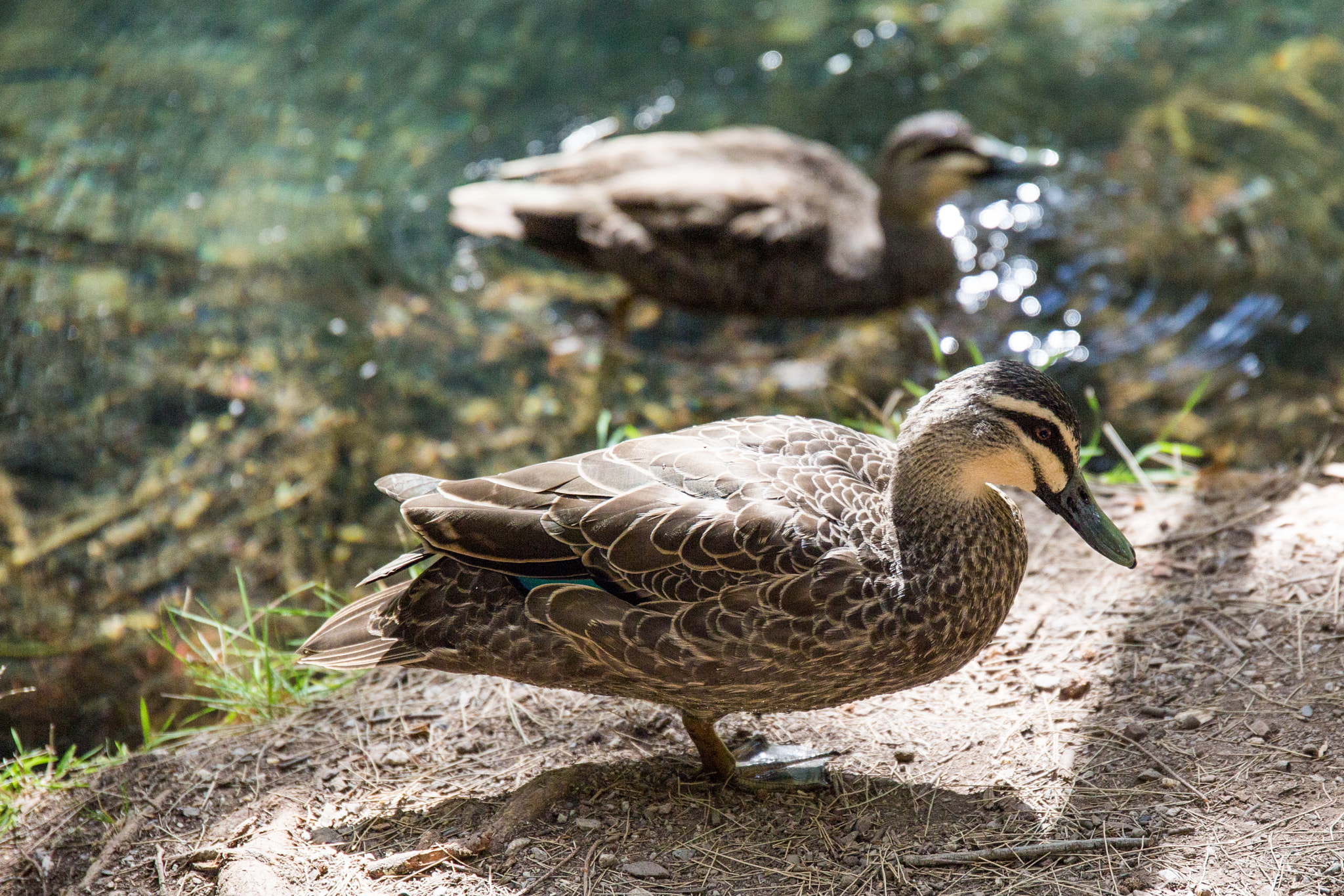 Canon EOS 6D + Canon EF 500mm F4L IS USM sample photo. Ducks at blue lake photography