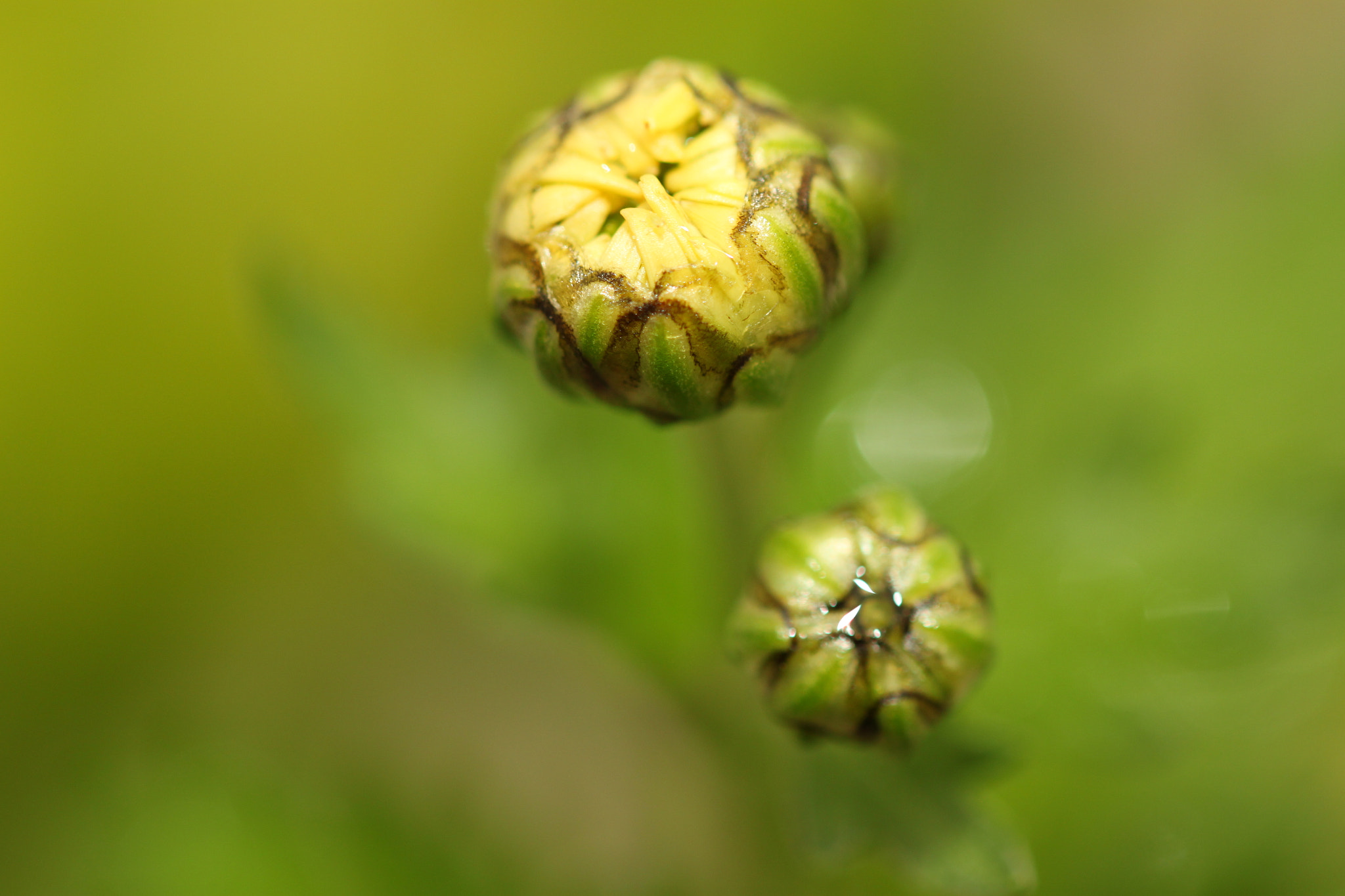 Sigma 105mm F2.8 EX DG OS HSM sample photo. Aster photography