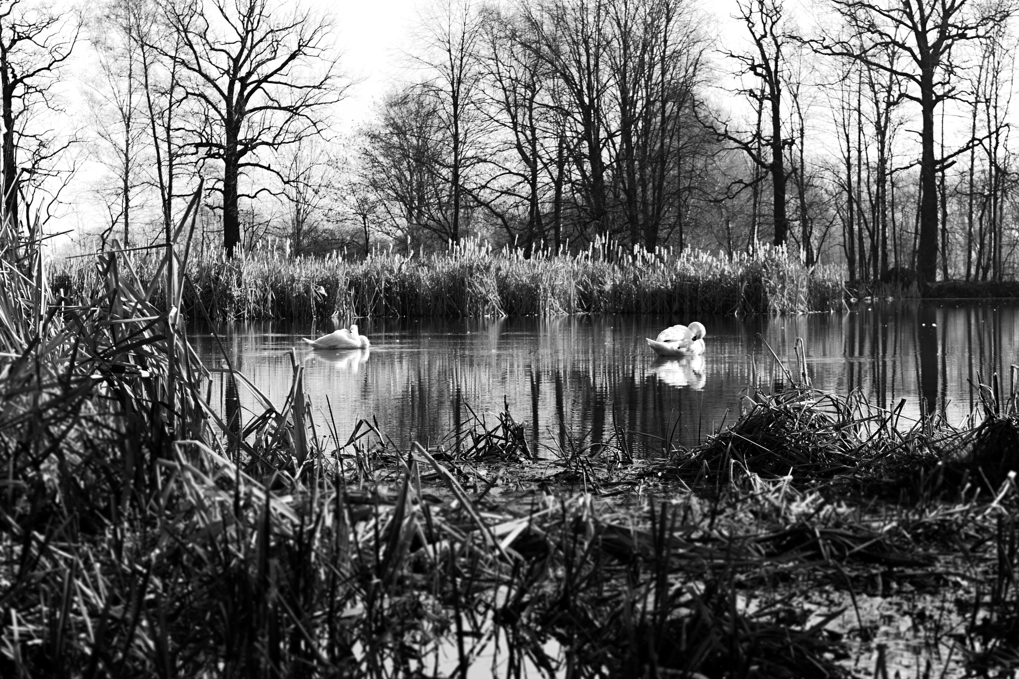 Nikon D3300 + 18.00 - 55.00 mm f/3.5 - 5.6 sample photo. Swans photography