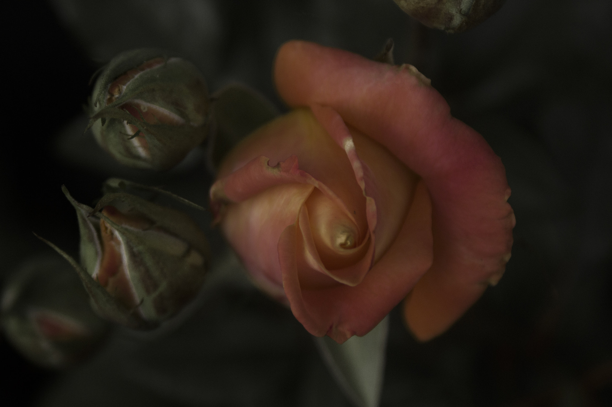 Canon EF 28-90mm f/4-5.6 sample photo. Rose photography