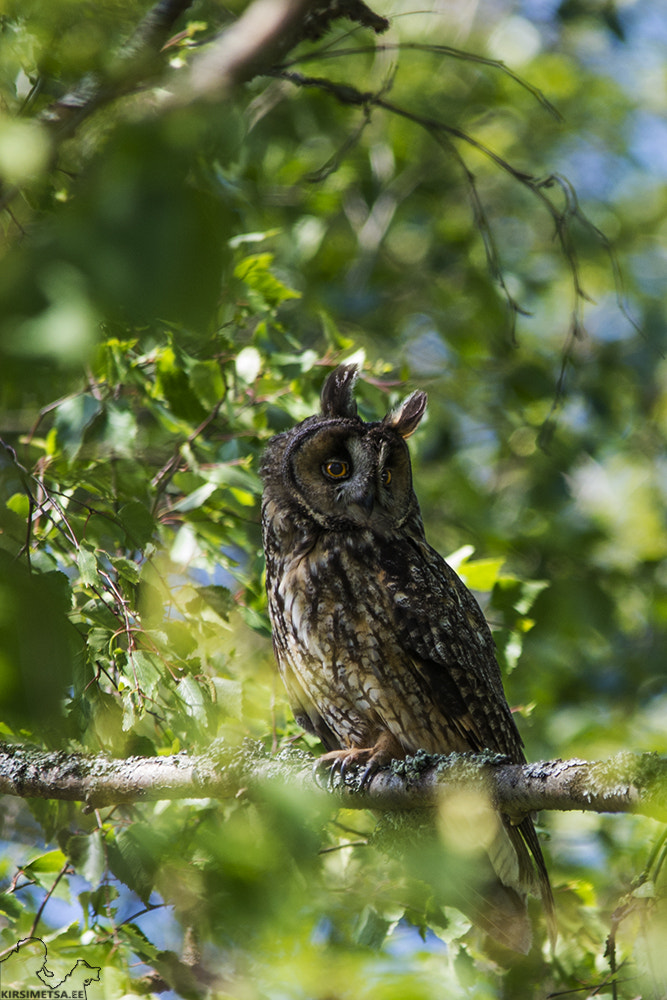 Pentax K-5 II + Sigma 150-500mm F5-6.3 DG OS HSM sample photo. Our lady photography