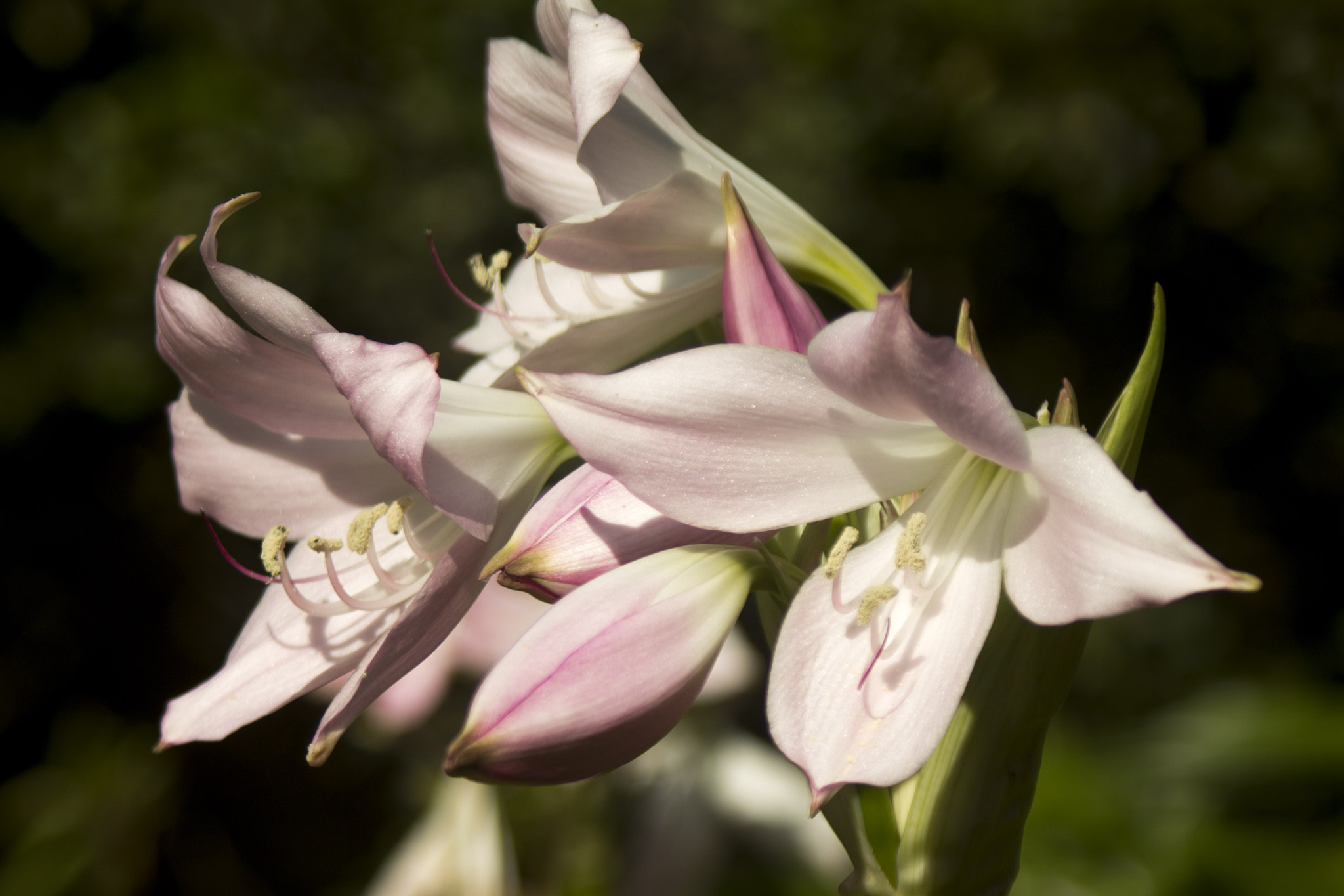 Canon EF 28-90mm f/4-5.6 sample photo. Scream photography