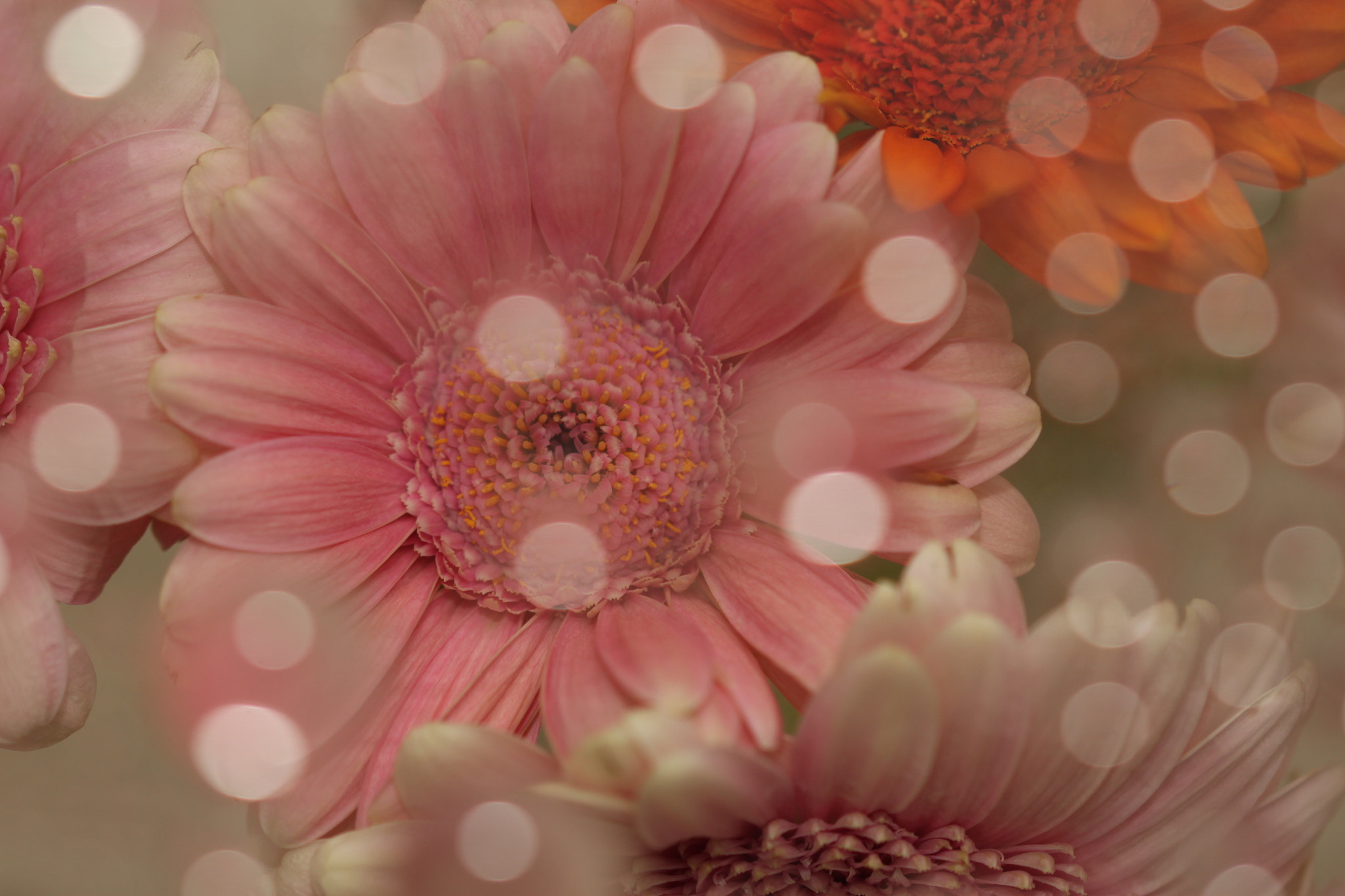 Sigma 105mm F2.8 EX DG OS HSM sample photo. Gerbera photography