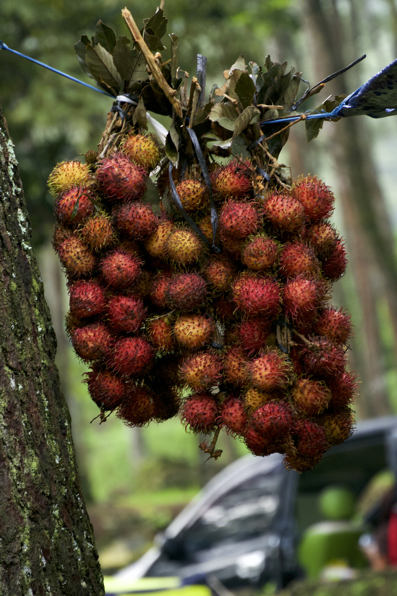 Nikon 1 Nikkor VR 30-110mm F3.8-5.6 sample photo. Rambutans photography
