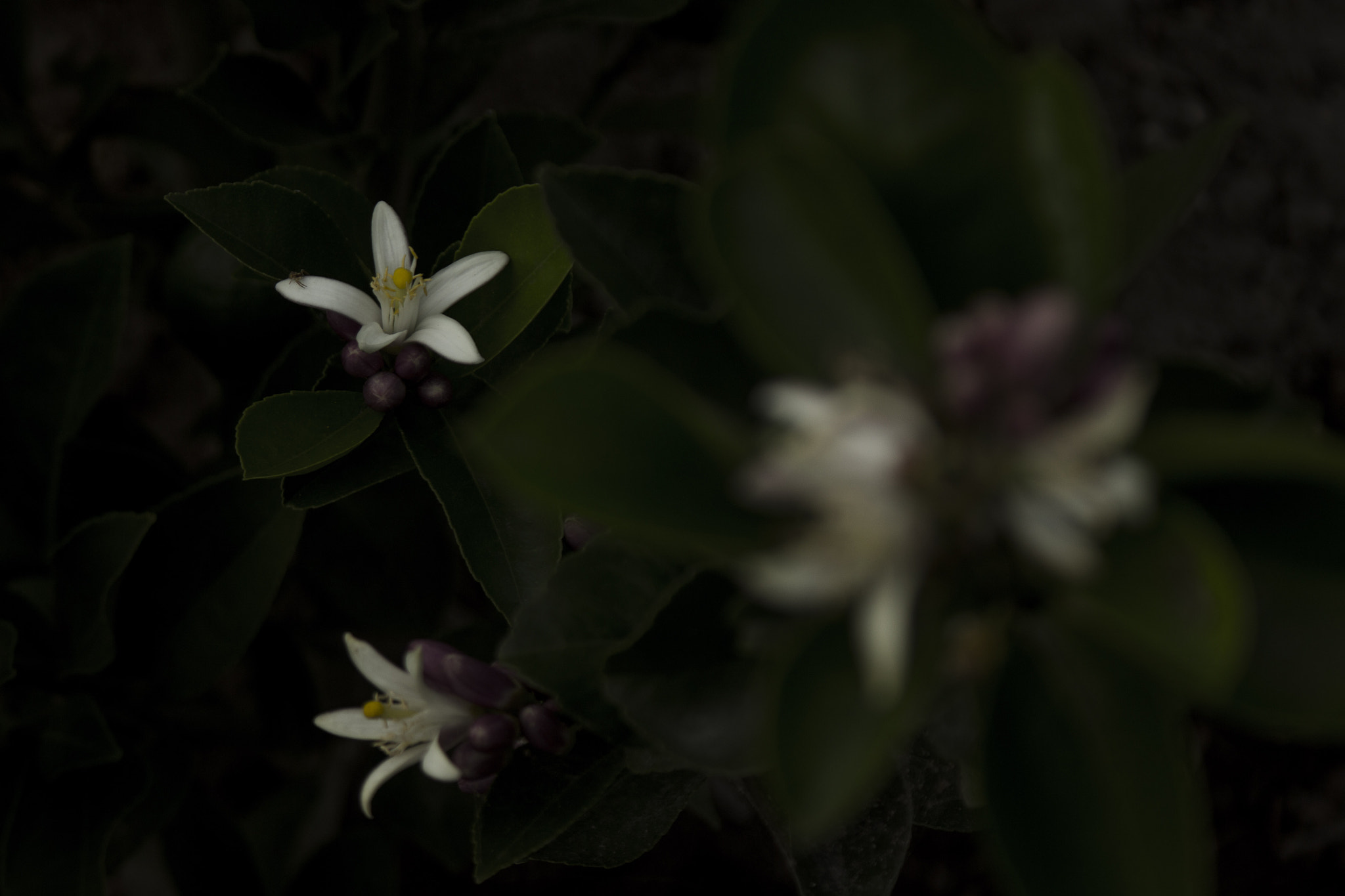 Canon EF 28-90mm f/4-5.6 sample photo. Cytrus flower photography