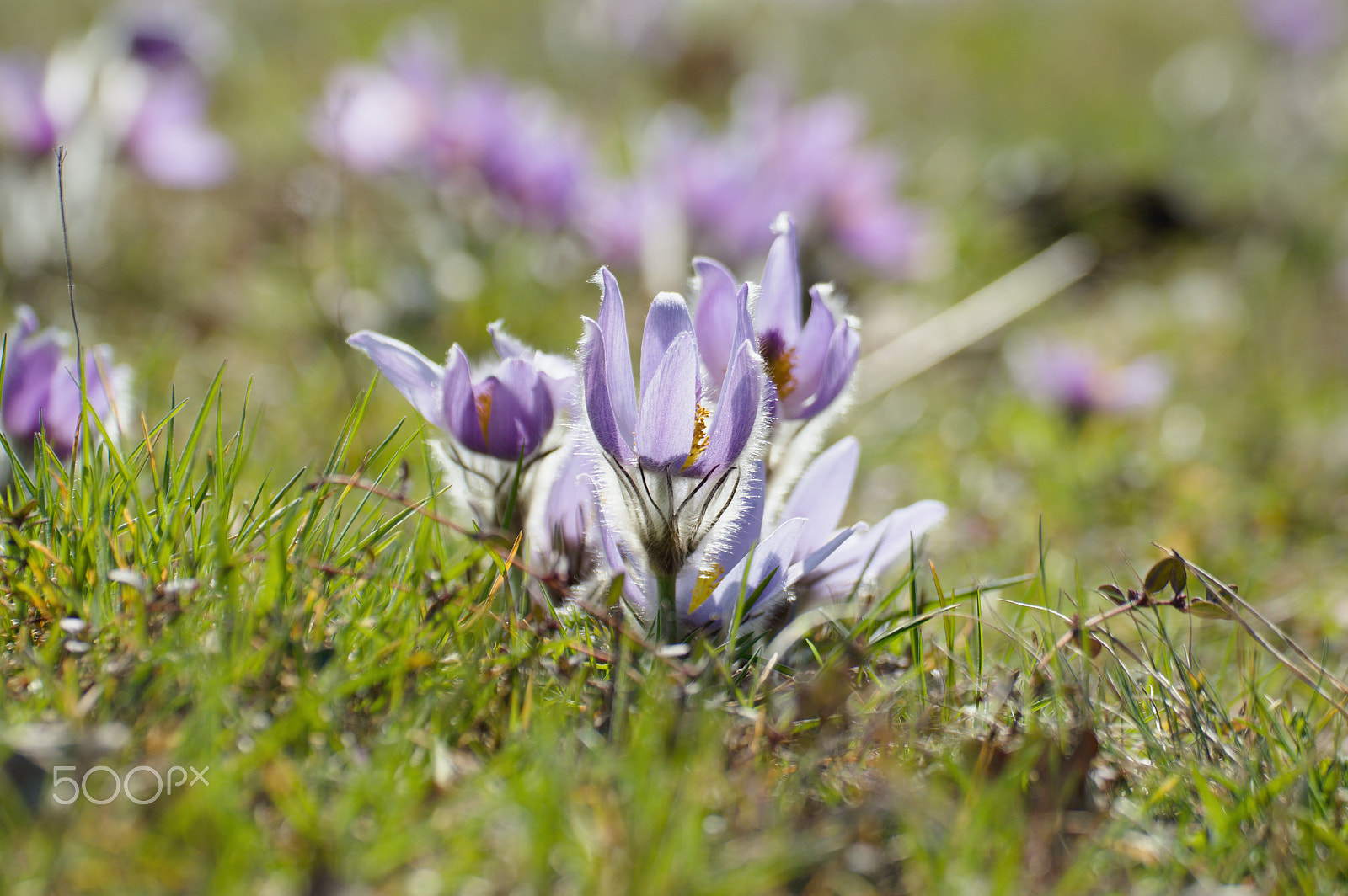 70.00 - 300.00 mm f/4.0 - 5.6 sample photo. 55.jpg photography
