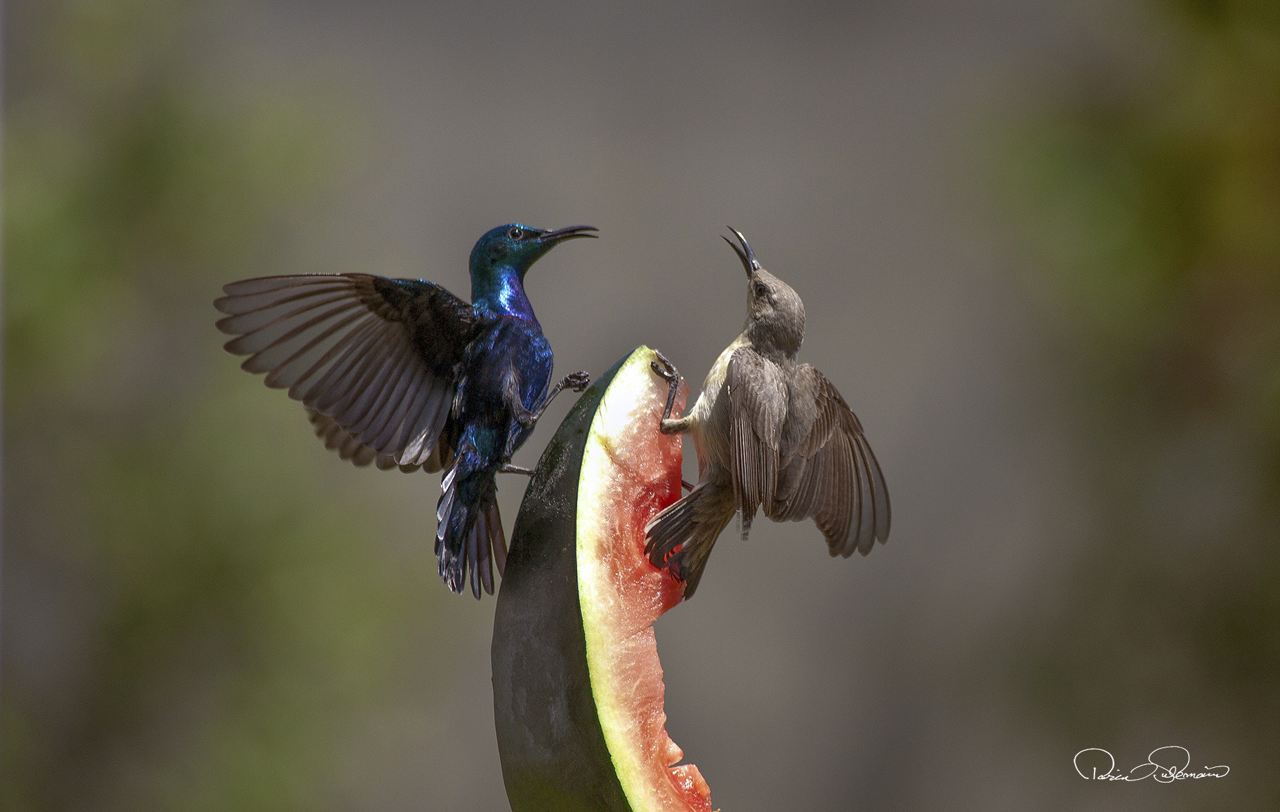 Canon EF 100-300mm f/5.6L sample photo. Pair of sunbirds photography