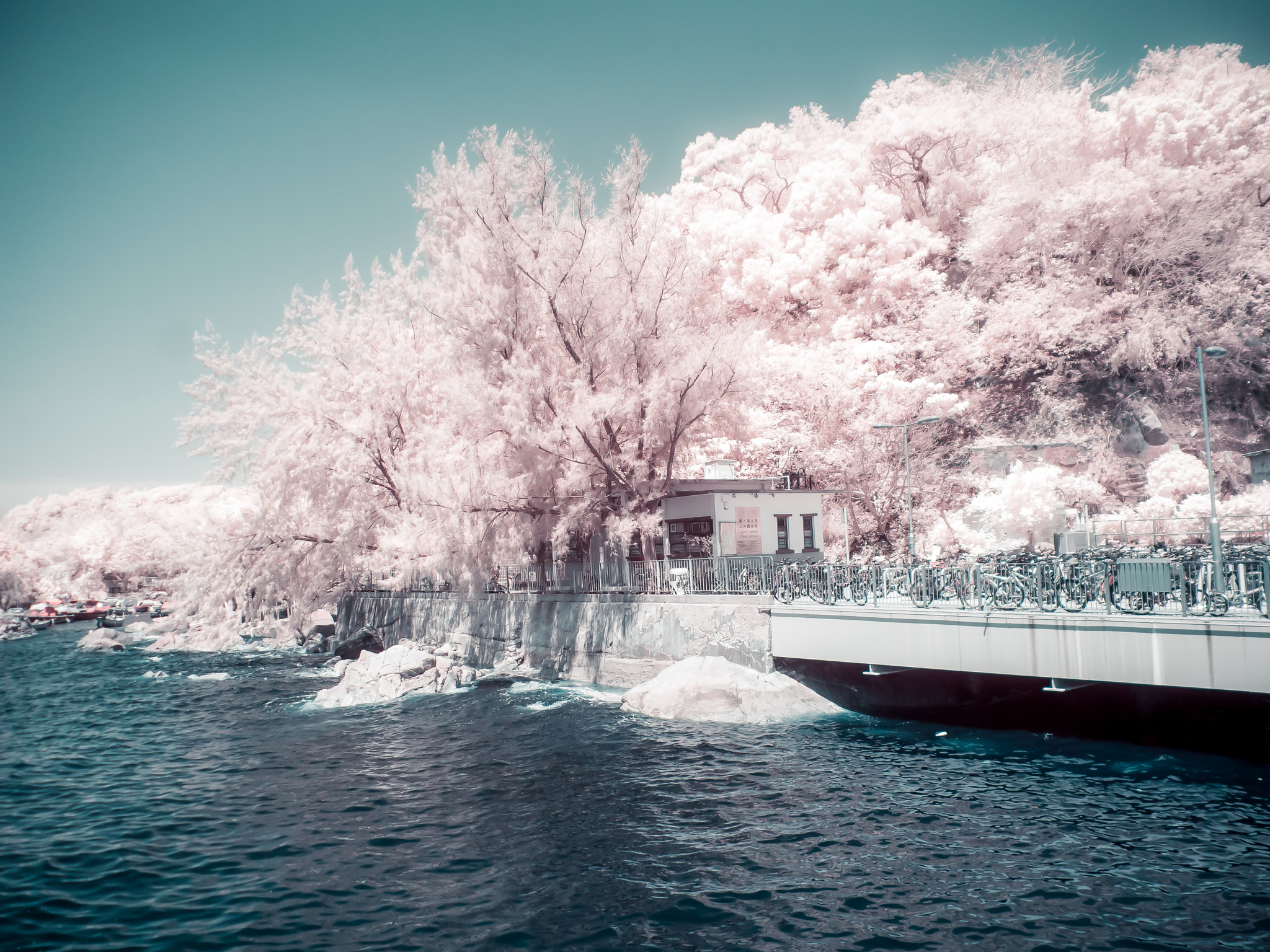 Panasonic Lumix DMC-GF1 sample photo. Cherry blossom in lantau island photography