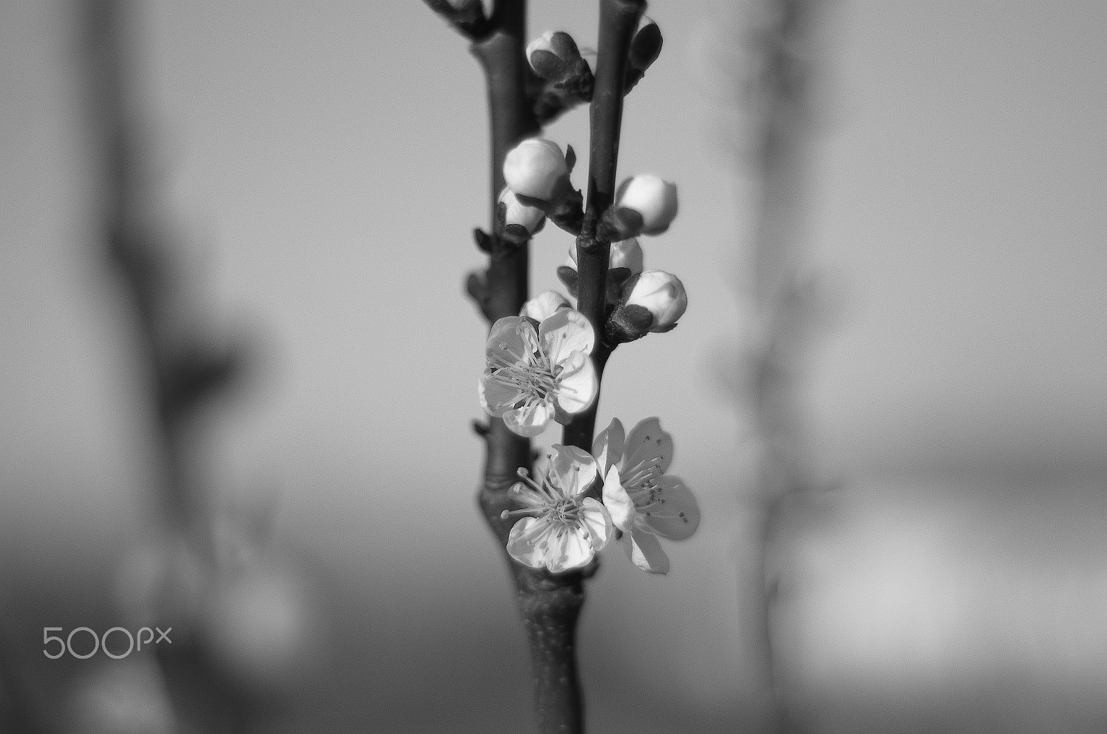 50.0mm F1.8 sample photo. Spring photography