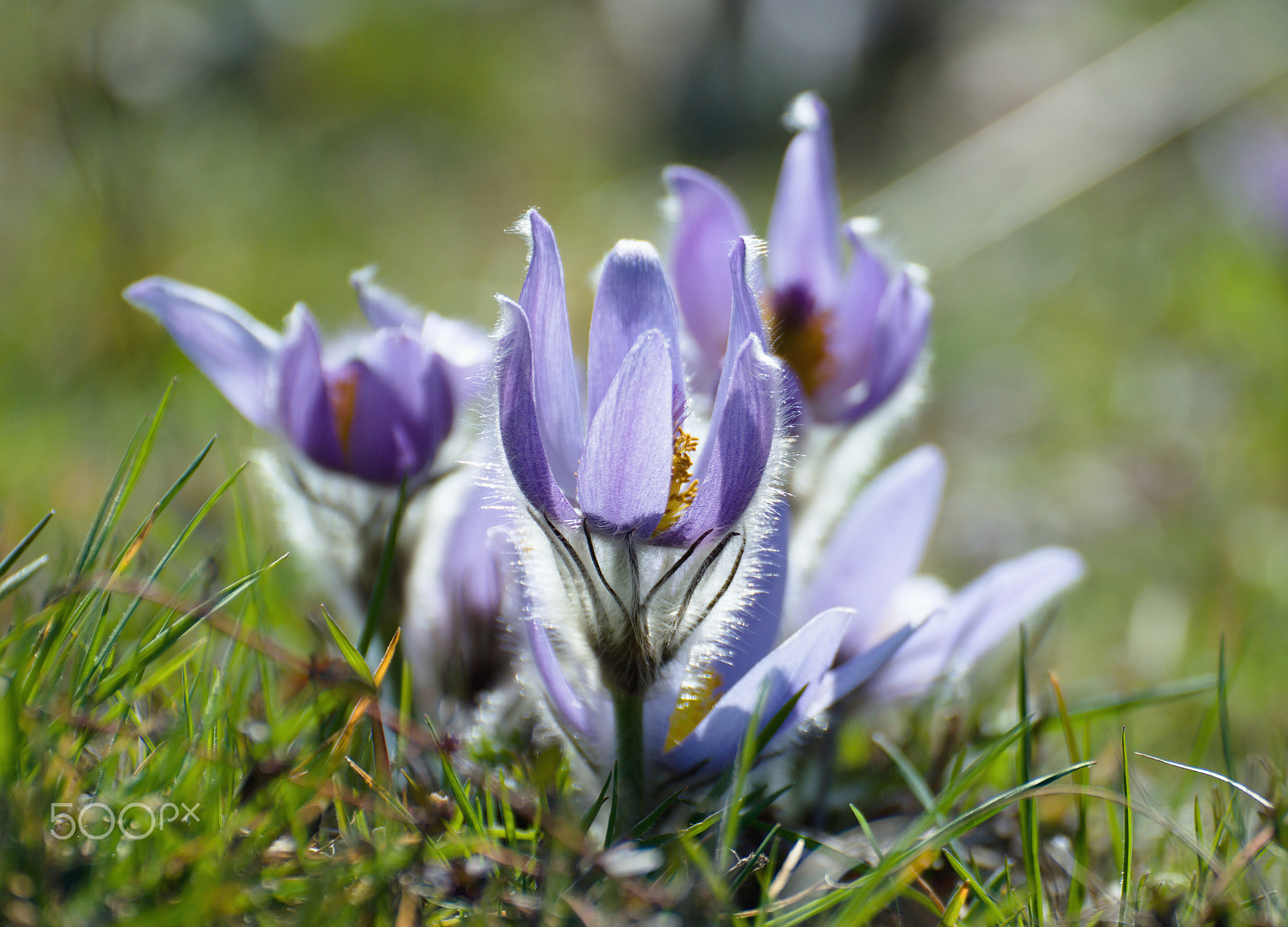 70.00 - 300.00 mm f/4.0 - 5.6 sample photo. 11.jpg photography