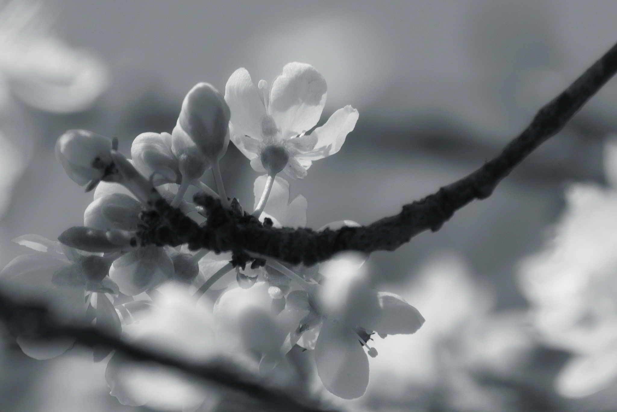 Olympus OM-D E-M10 sample photo. The earth laughs in flowers. photography