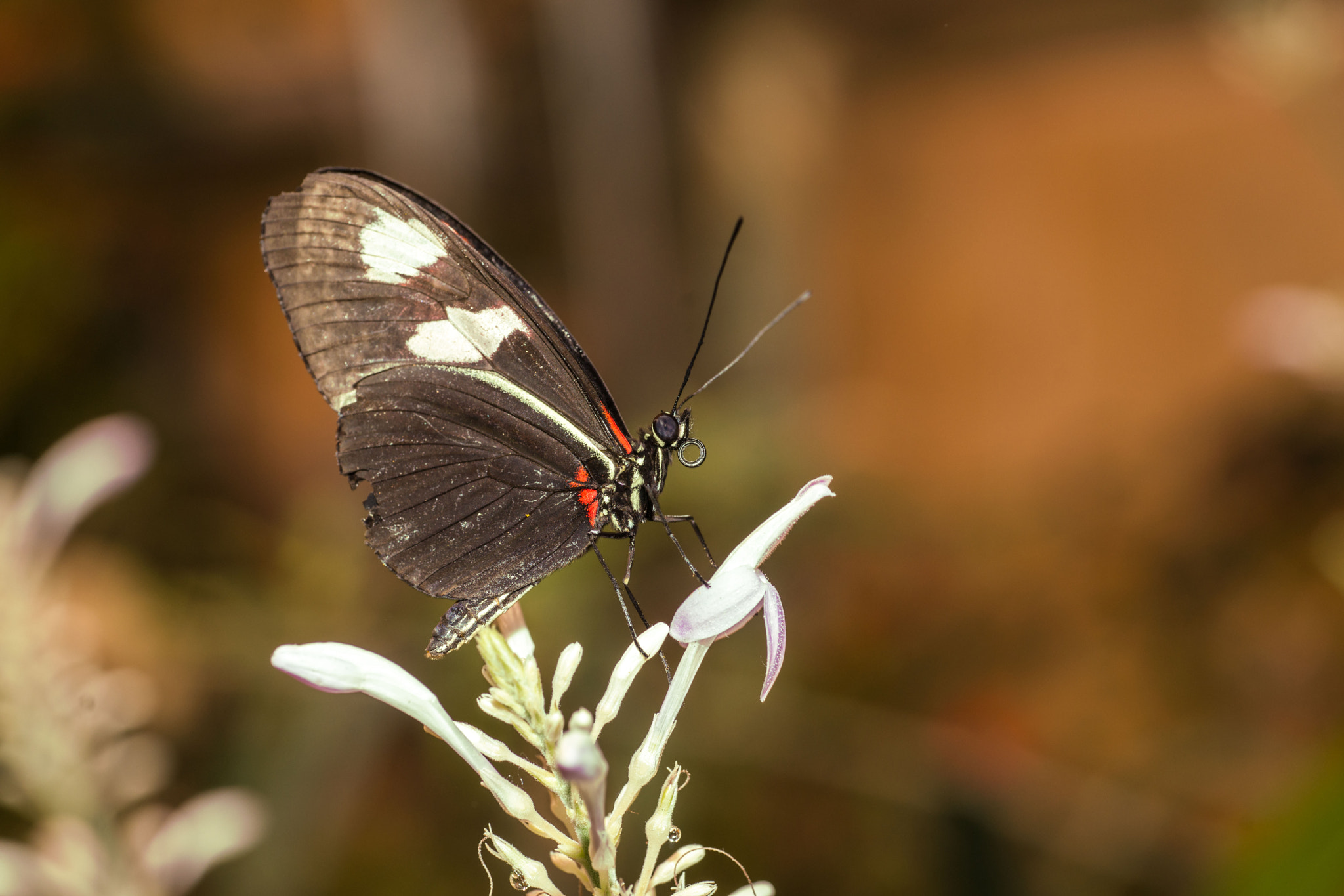 Sony Alpha DSLR-A850 + Minolta AF 100mm F2.8 Macro [New] sample photo. Hello butterfly.. photography