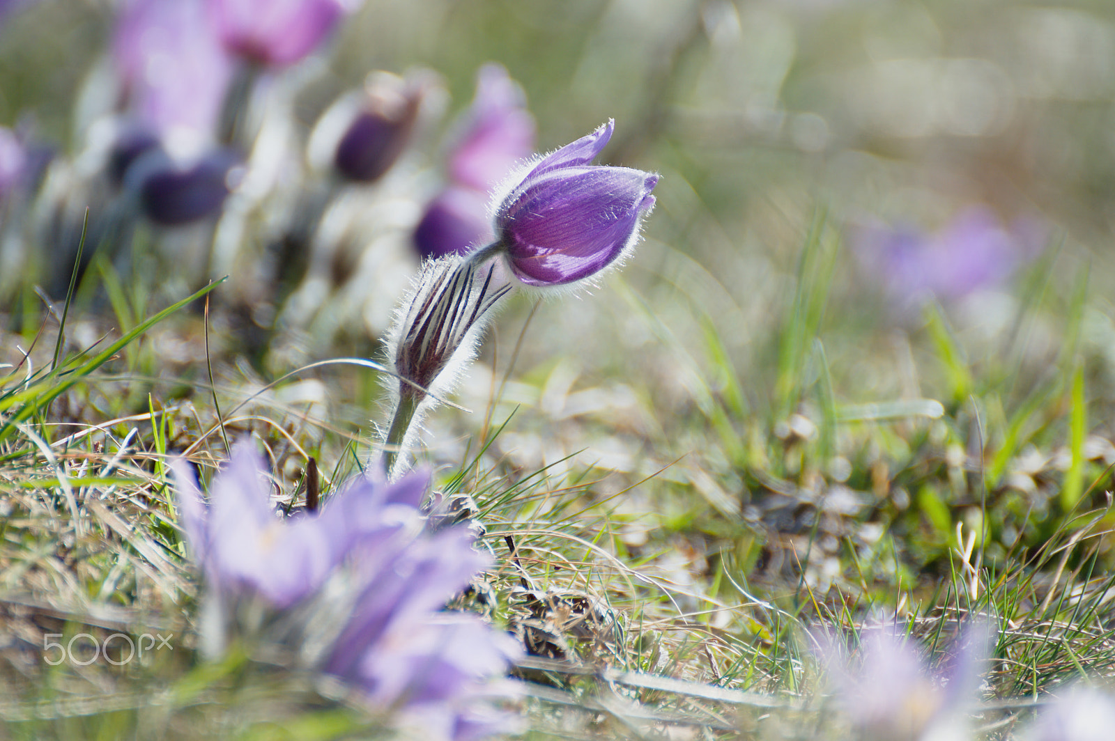 70.00 - 300.00 mm f/4.0 - 5.6 sample photo. 78.jpg photography