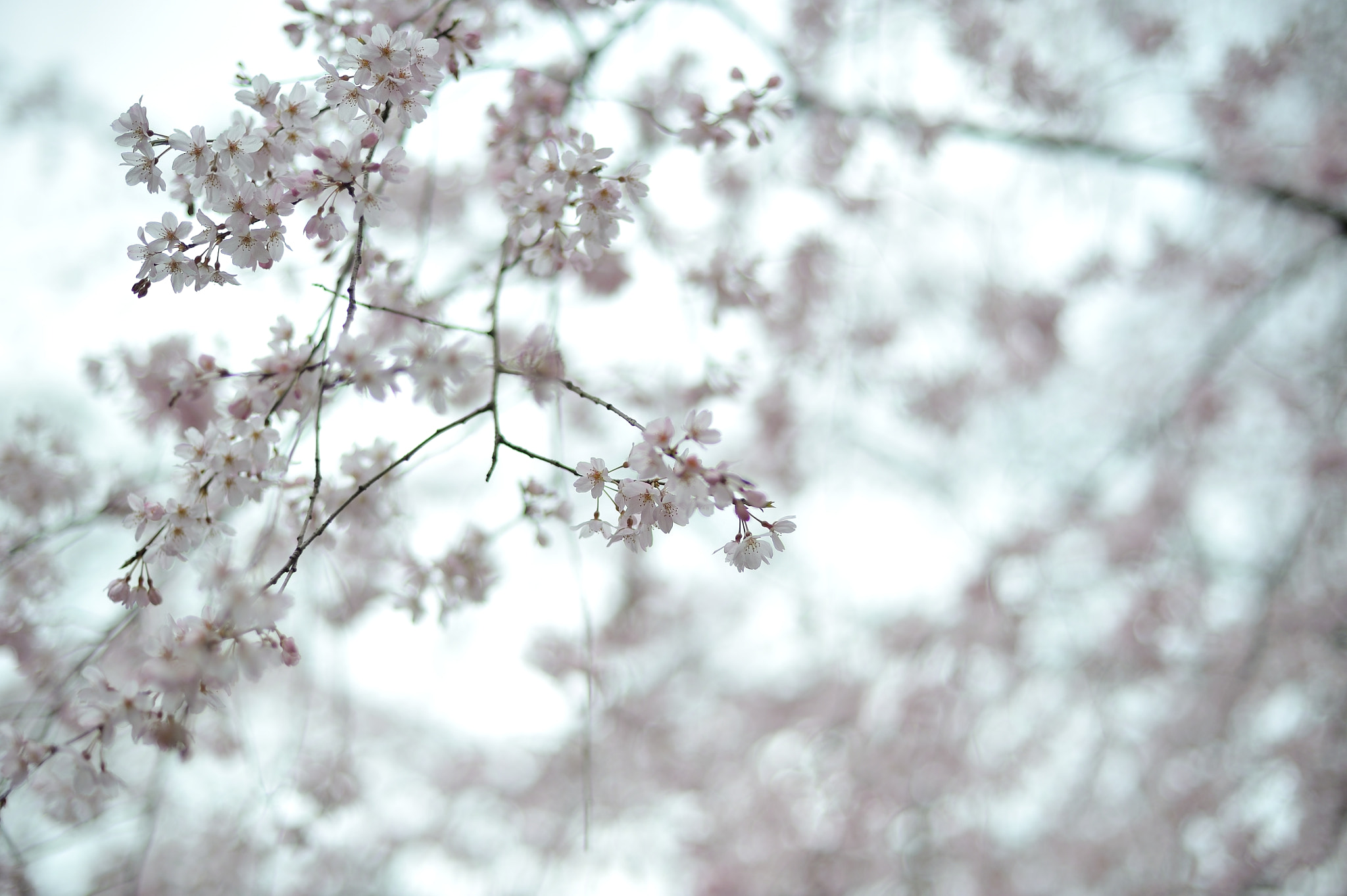 Nikon D700 + Voigtlander Nokton 58mm F1.4 SLII sample photo. Spring for tokyoites photography