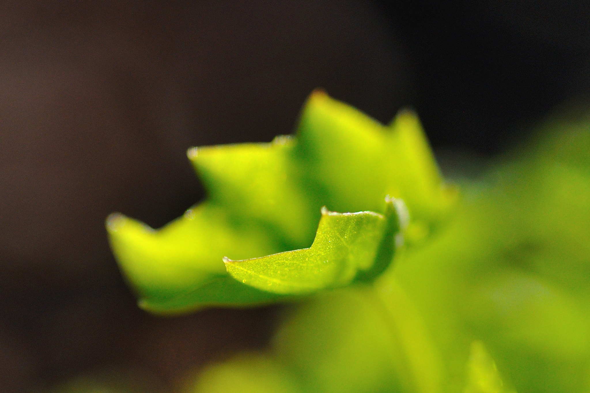 Tamron SP AF 90mm F2.8 Di Macro sample photo. Natuur photography