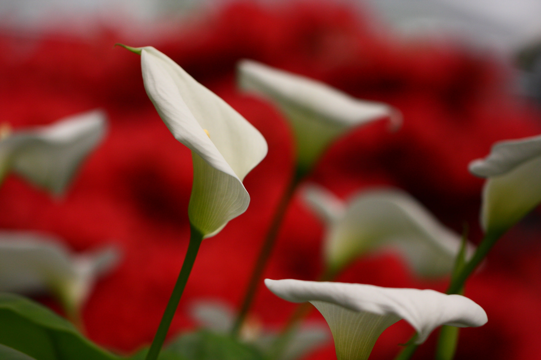 Canon EOS 40D + Canon EF 100mm F2.8L Macro IS USM sample photo. Calla lily photography