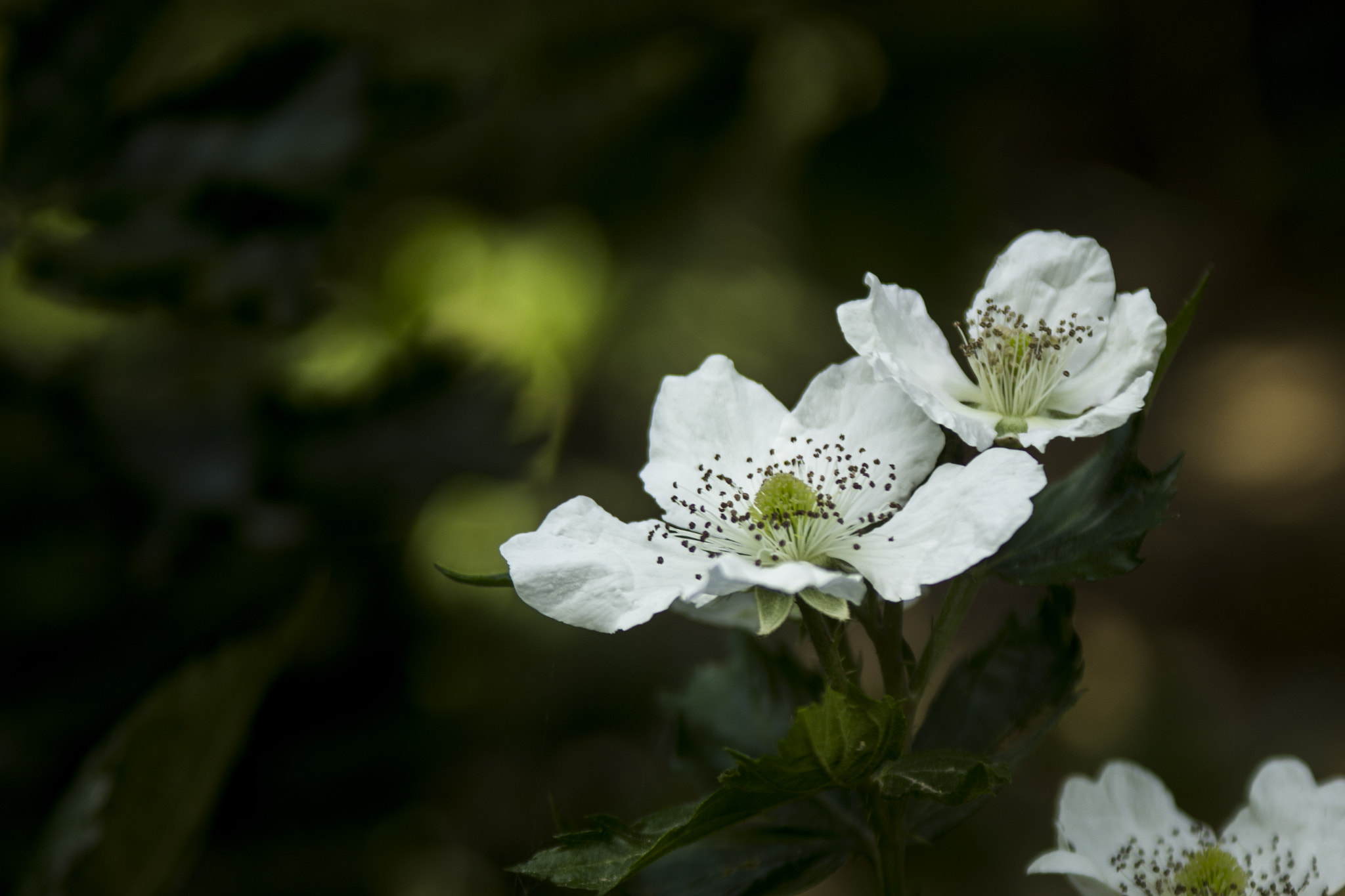 Canon EF 28-90mm f/4-5.6 sample photo. Noname photography