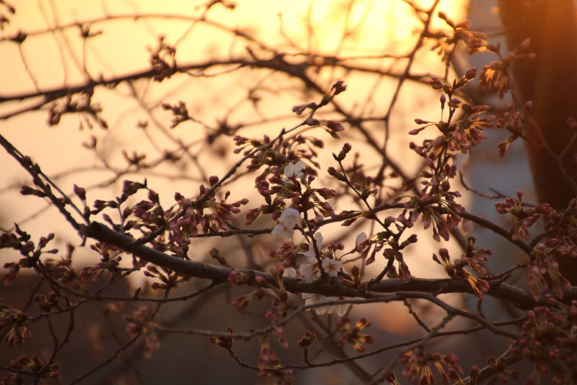 Canon EOS 70D + Canon 18-270mm sample photo. 桜 photography