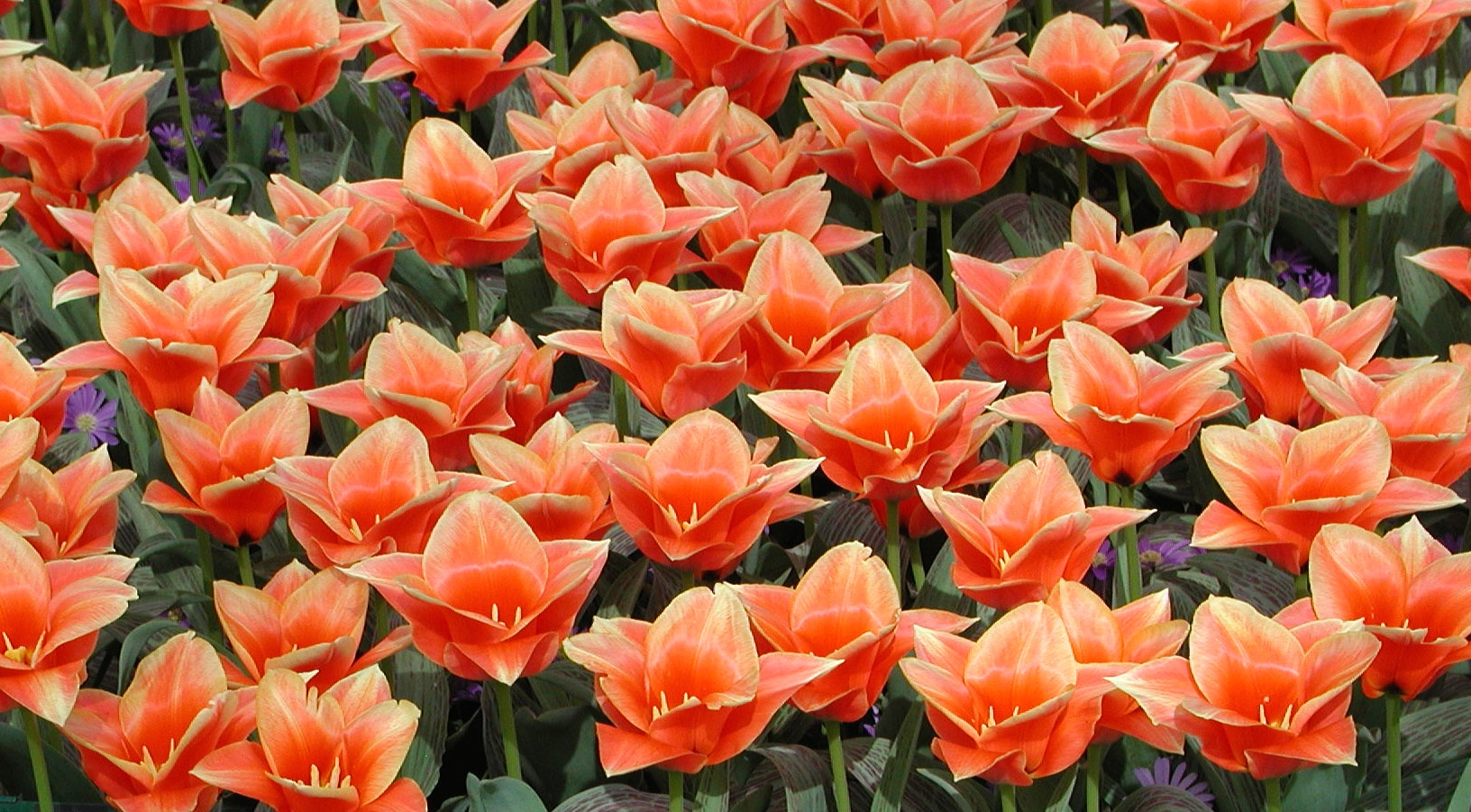 Olympus C3040Z sample photo. Tulips so bright photography